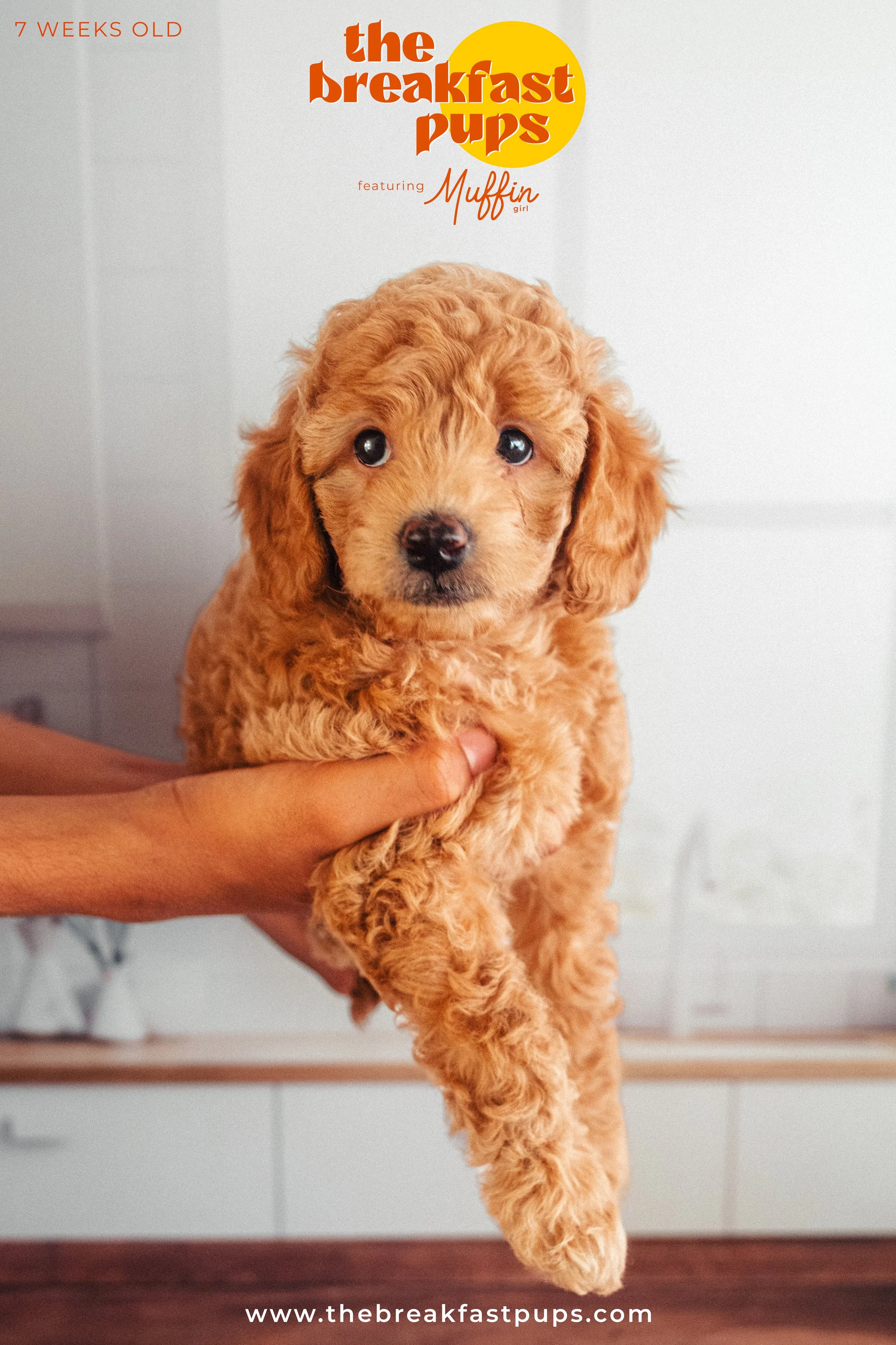 Muffin - 7 weeks.jpg
