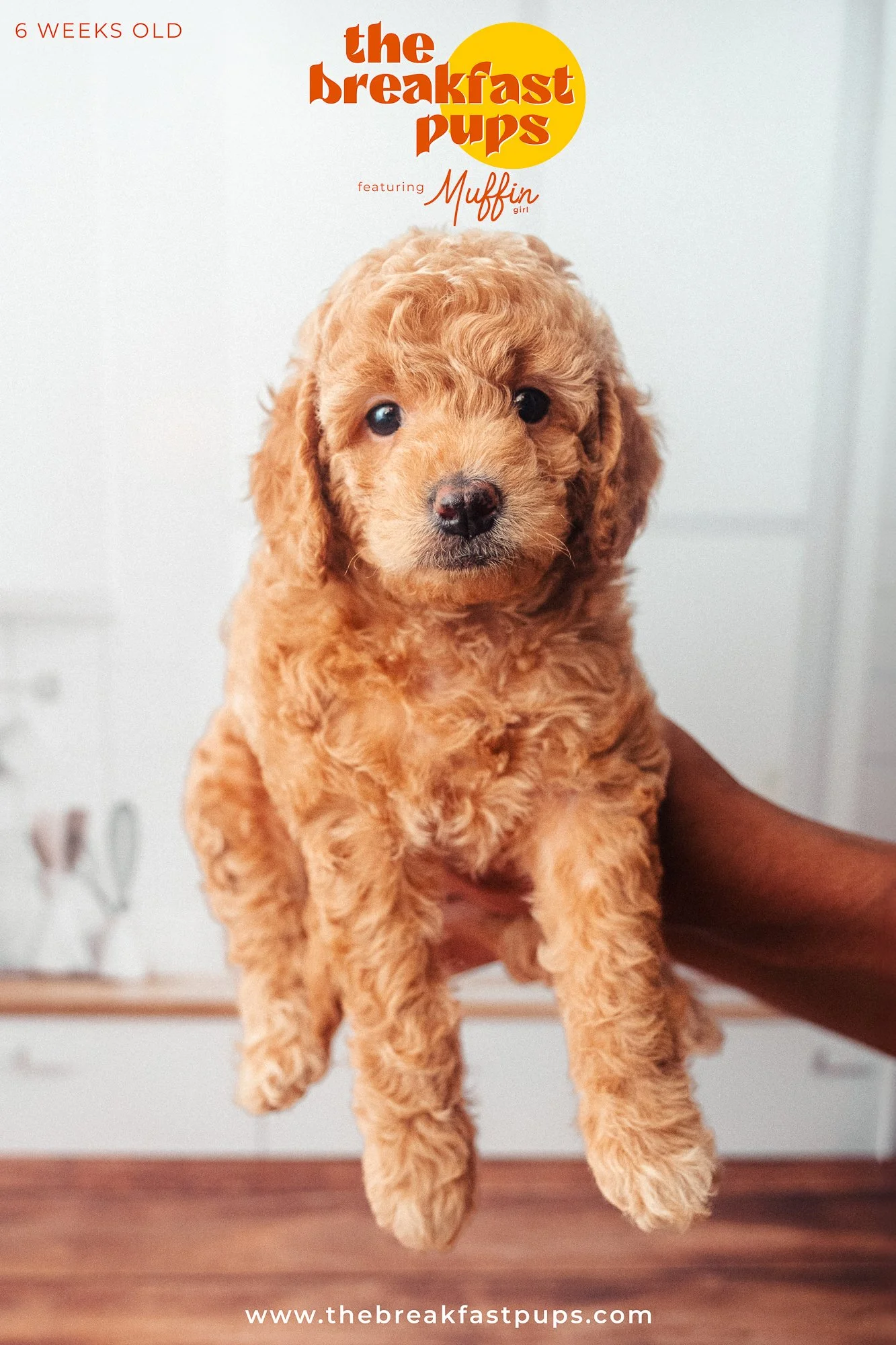 Muffin - 6 weeks.jpg