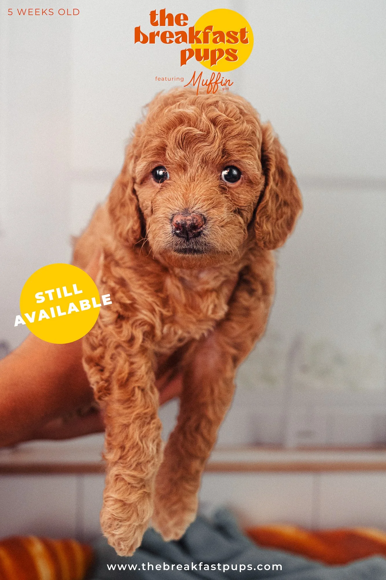 Muffin - 5 weeks.jpg
