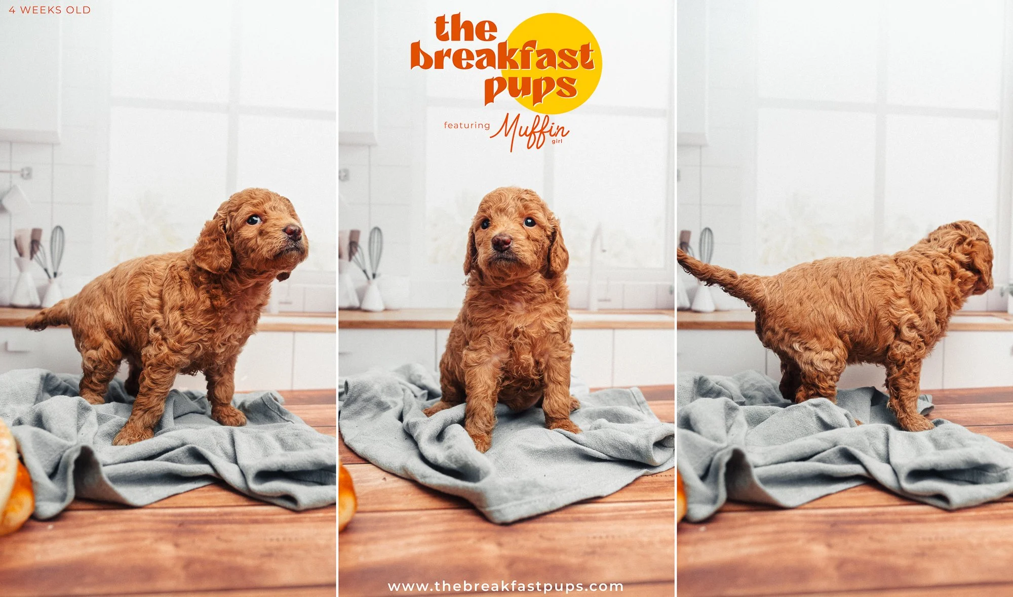 Muffin - 4 weeks-2.jpg