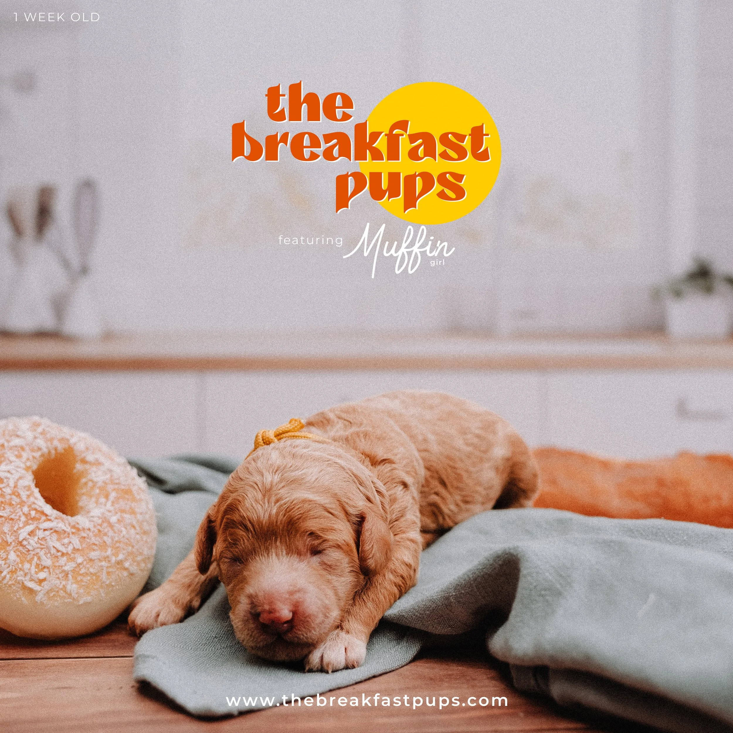 MUFFIN - ONE WEEK.jpg