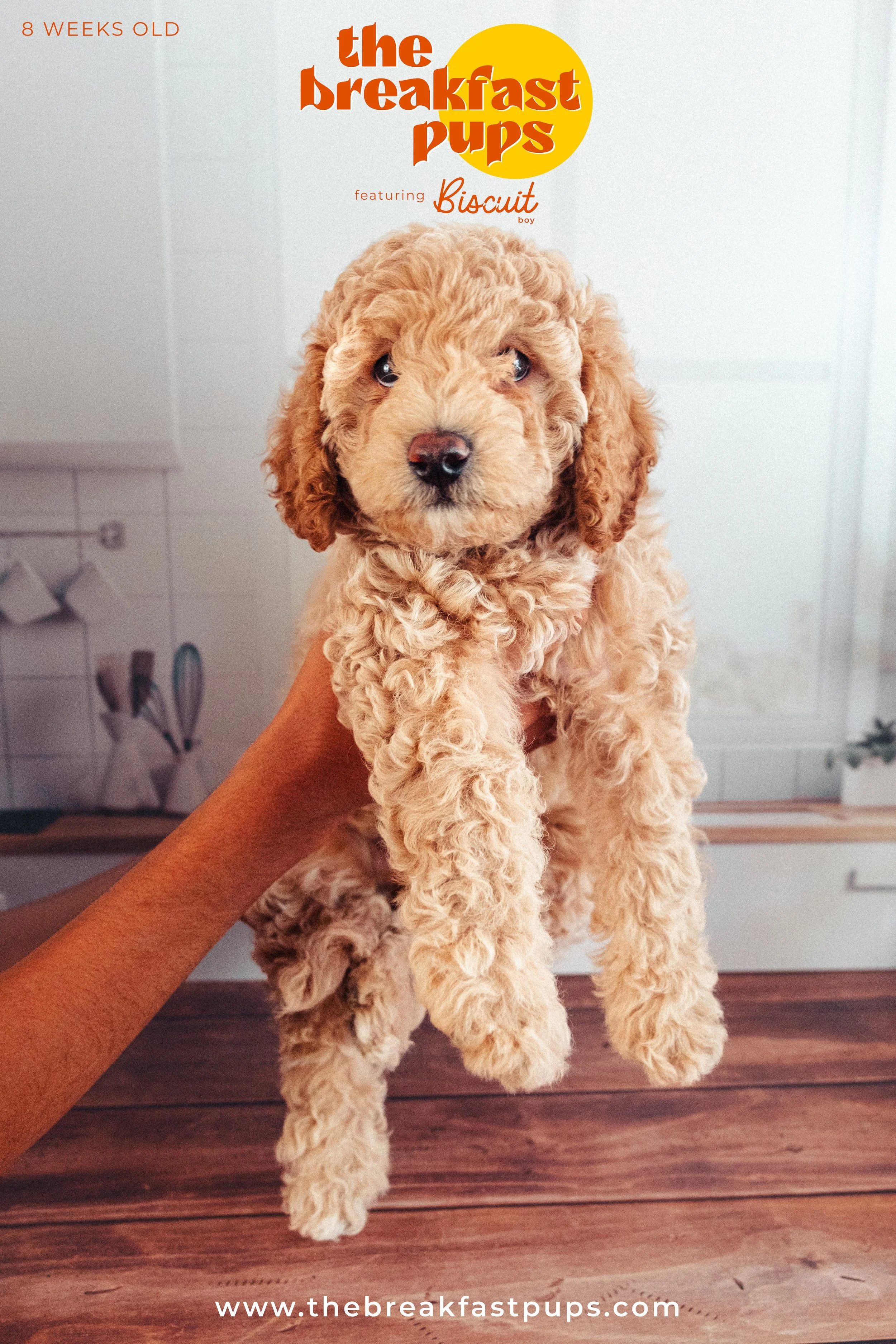 Biscuit - 8 weeks.jpg
