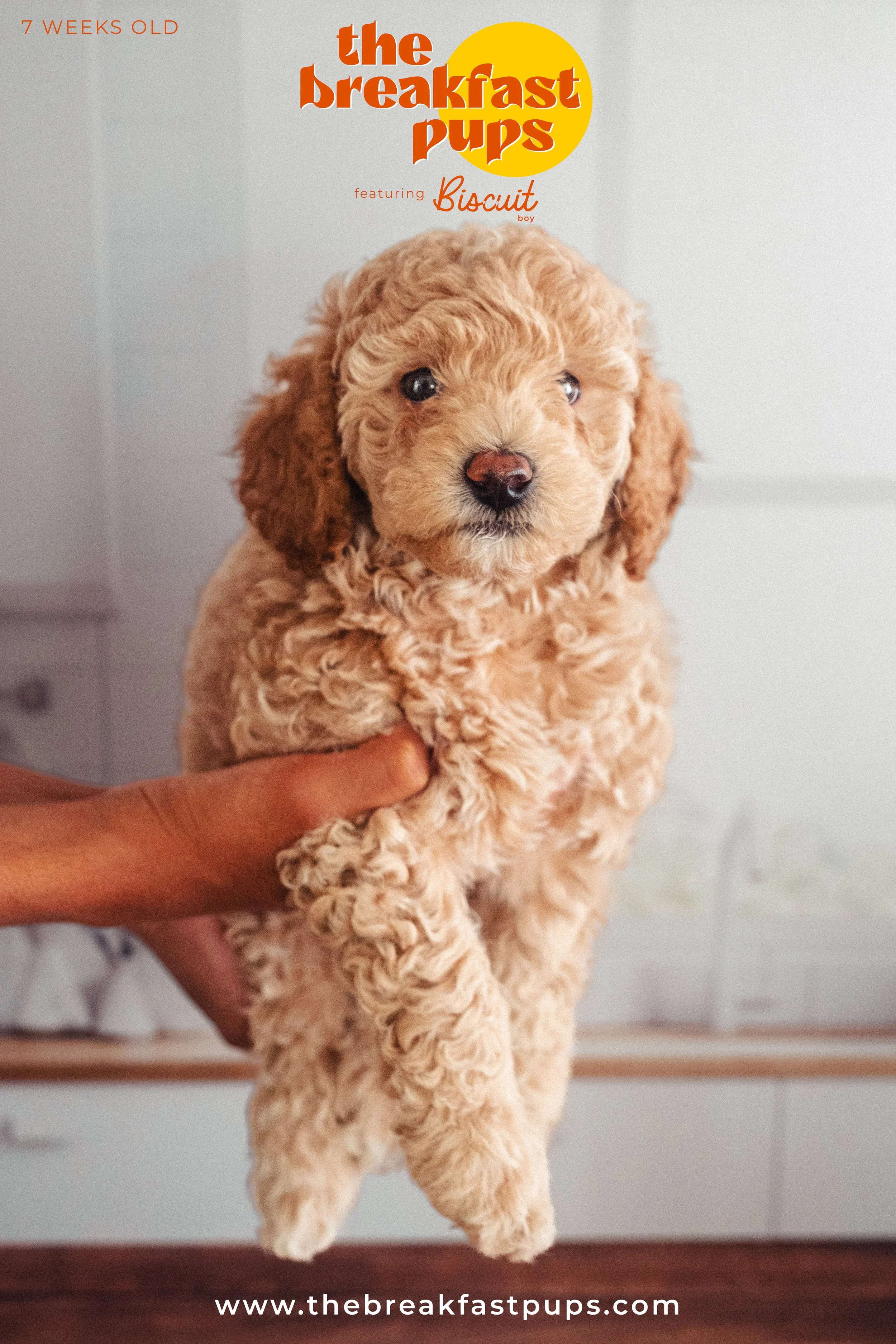Biscuit - 7 weeks.jpg