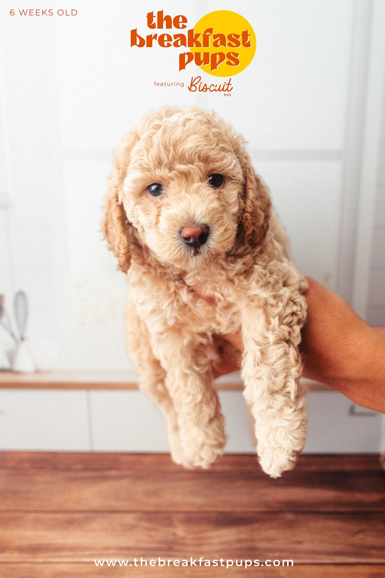 Biscuit - 6 weeks.jpg