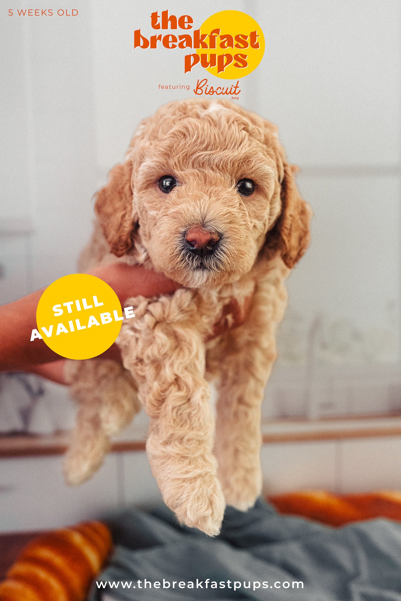Biscuit - 5 weeks.jpg