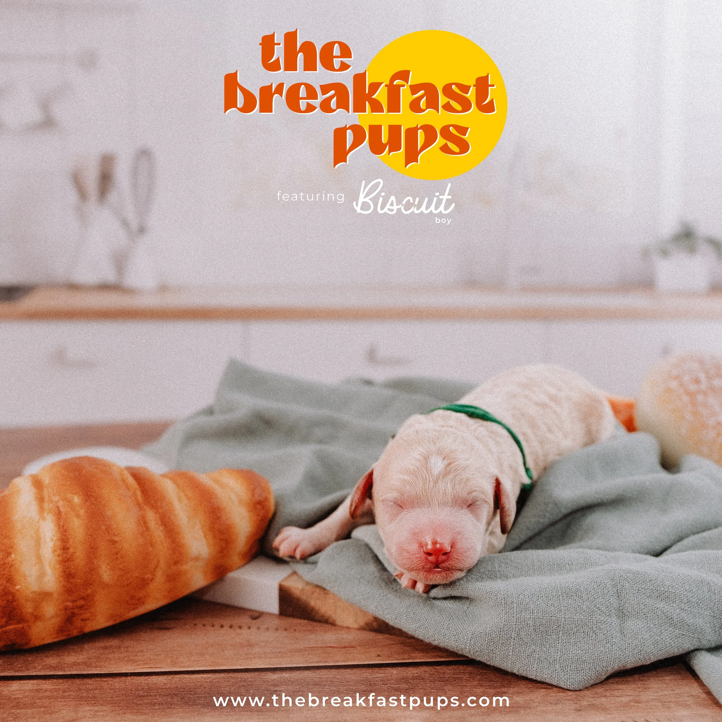 biscuit - 1 day.jpg