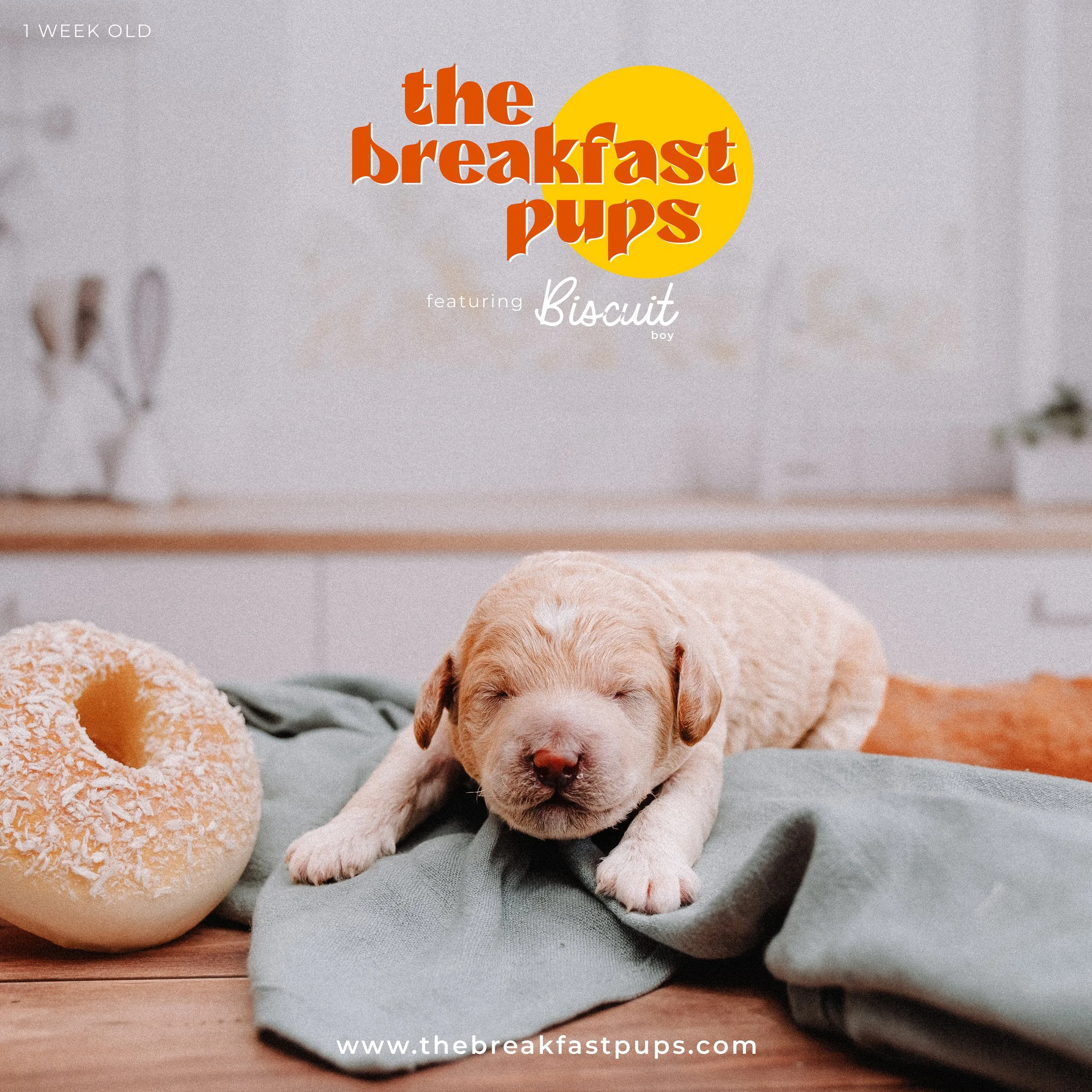 BISCUIT - ONE WEEK.jpg