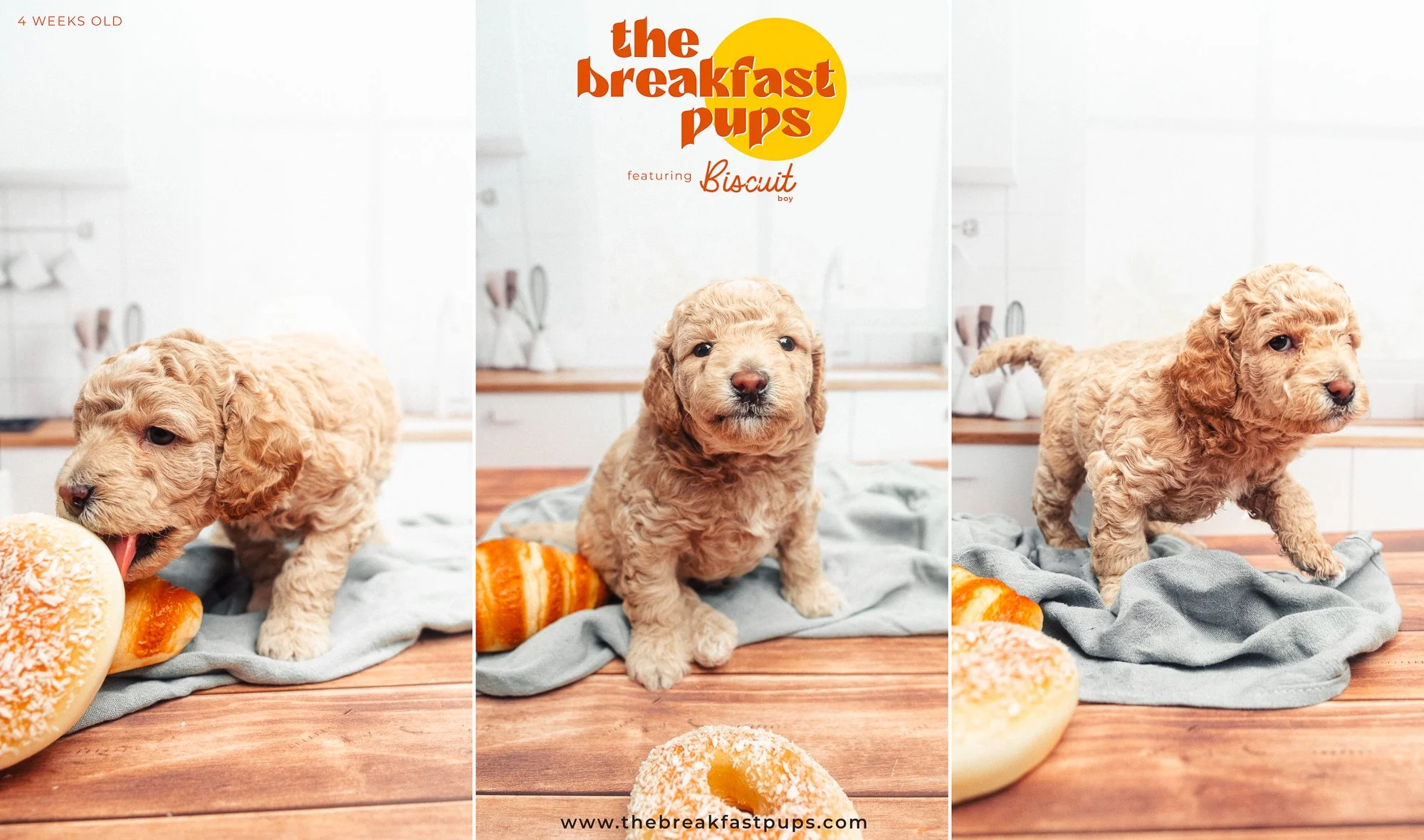Biscuit - 4 weeks-2.jpg