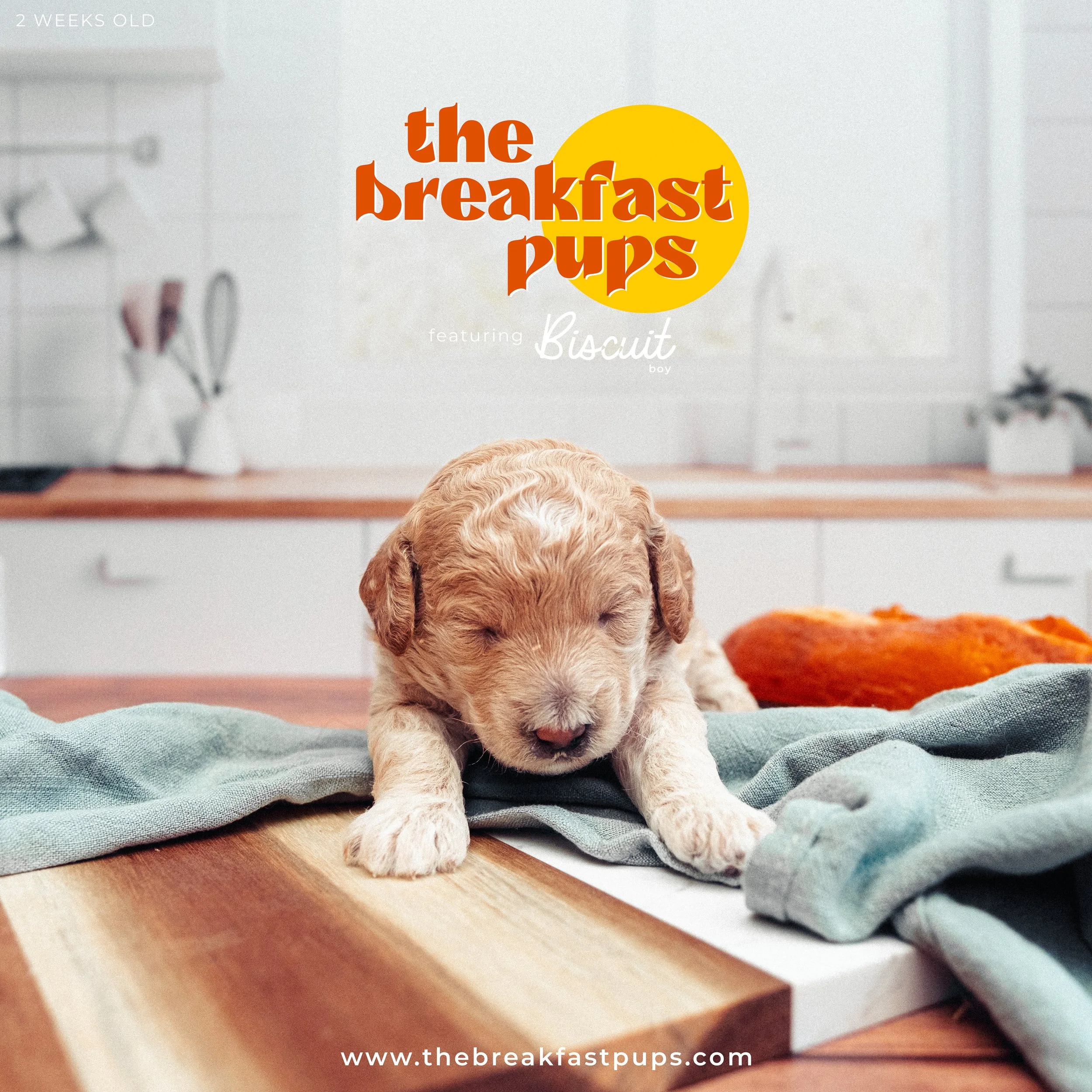 biscuit - two weeks.jpg