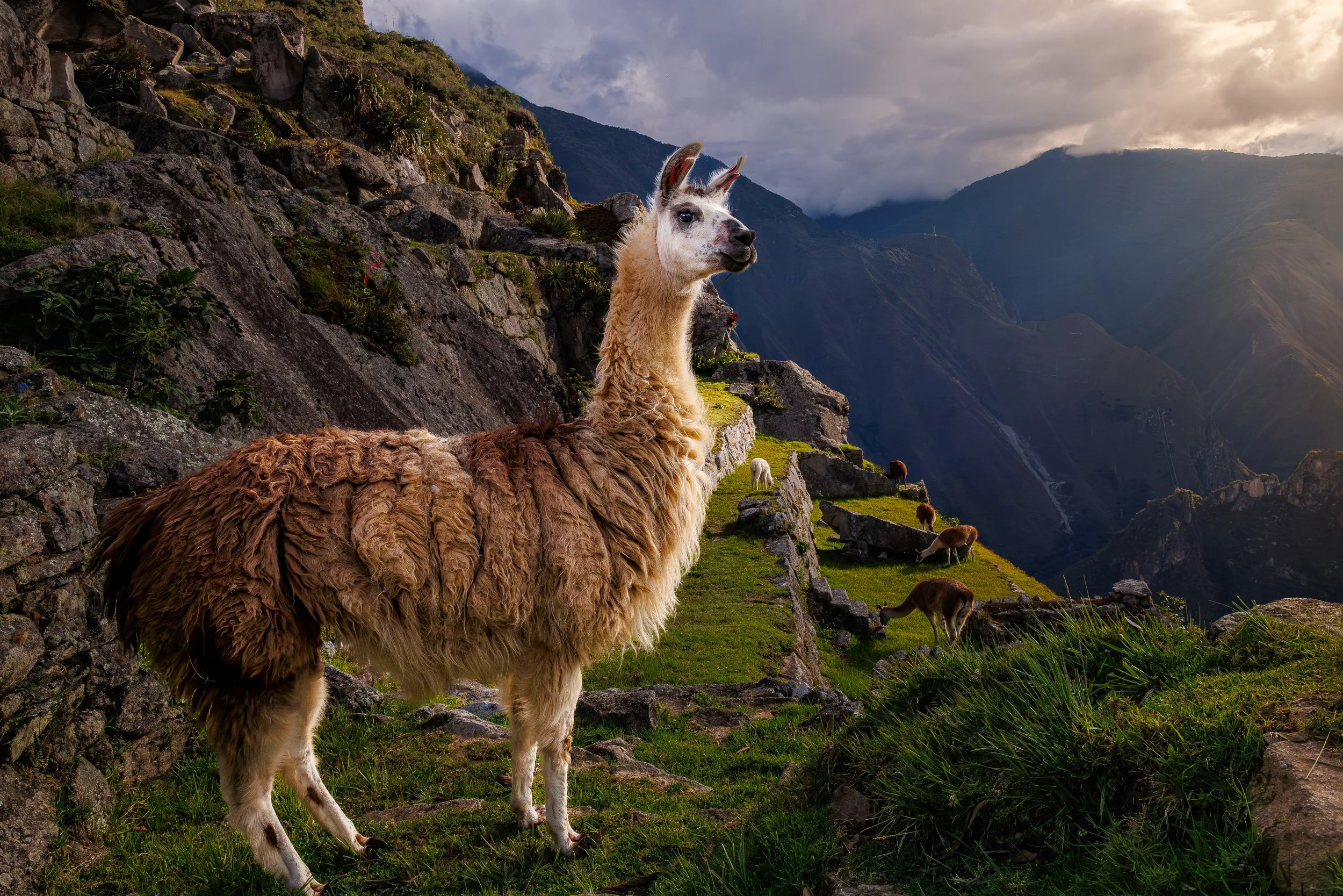 LAMA - Machu Picchu 2.JPG