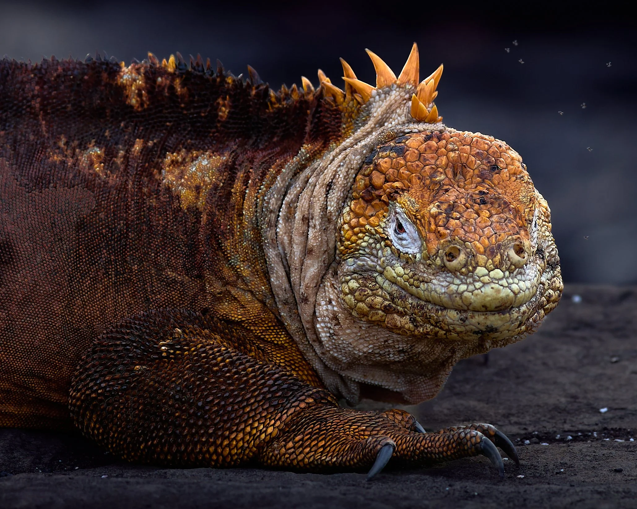 Land Iguana.jpg