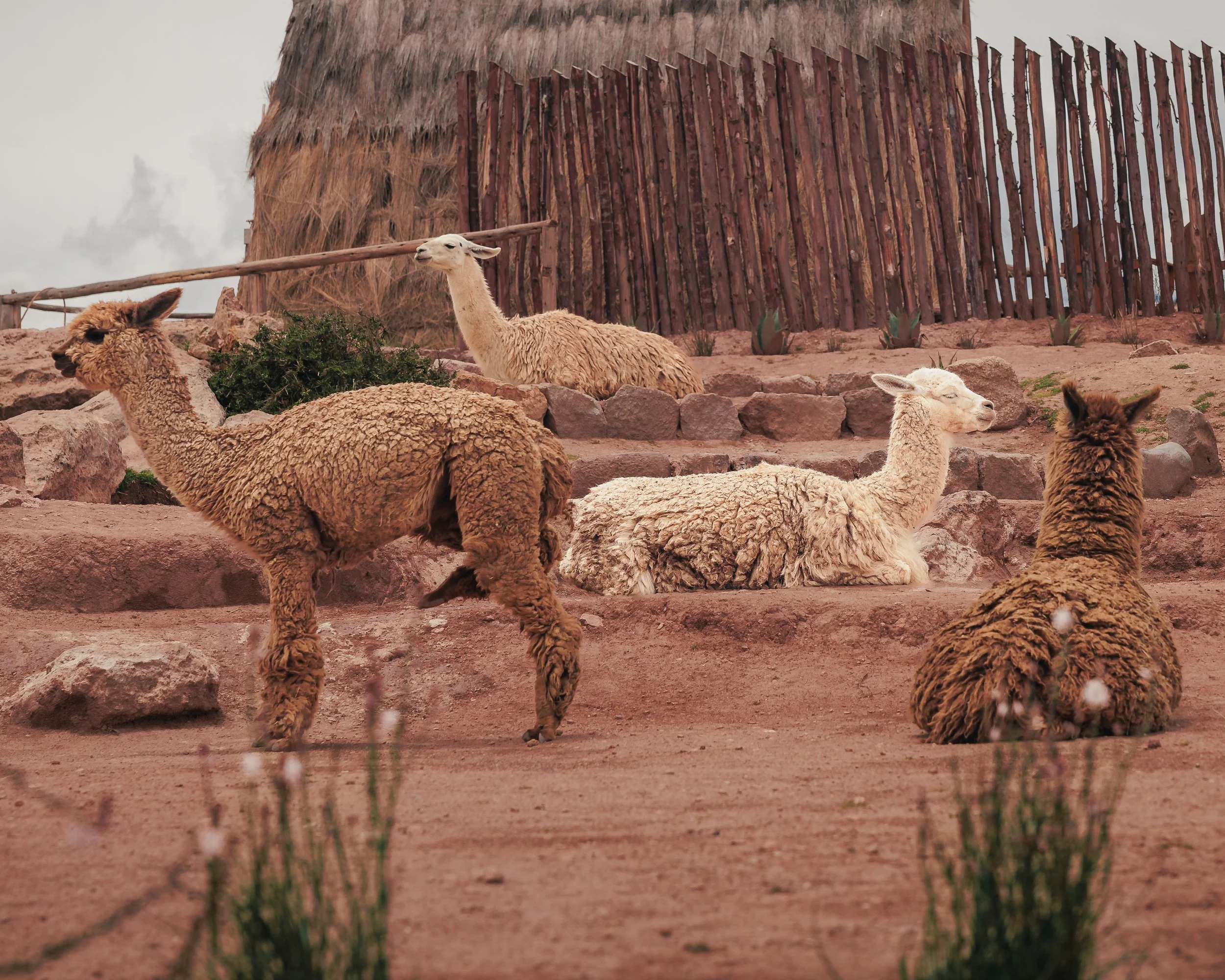 Mountain View Resort Edits-3.jpg