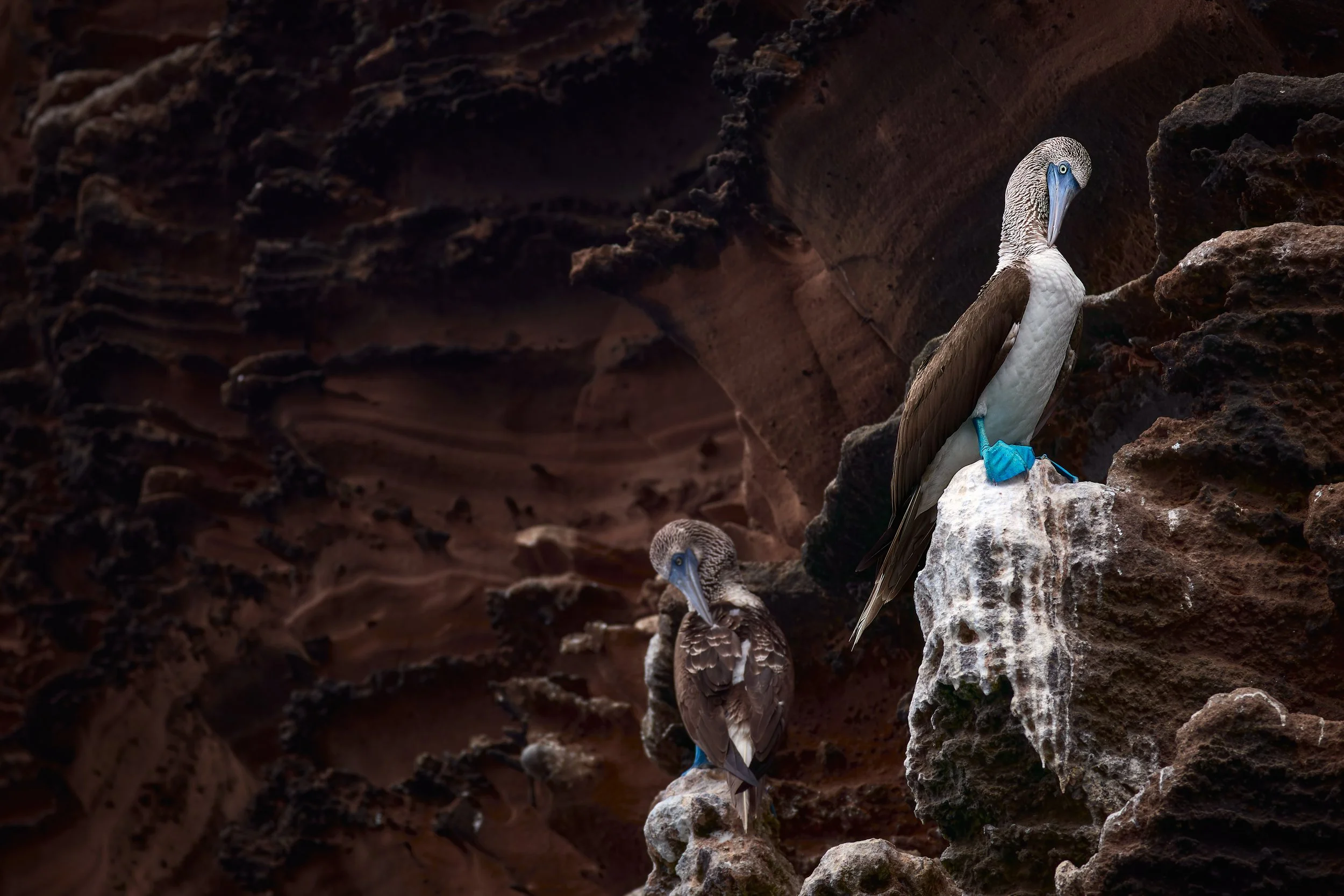 blue-footed booby.jpg