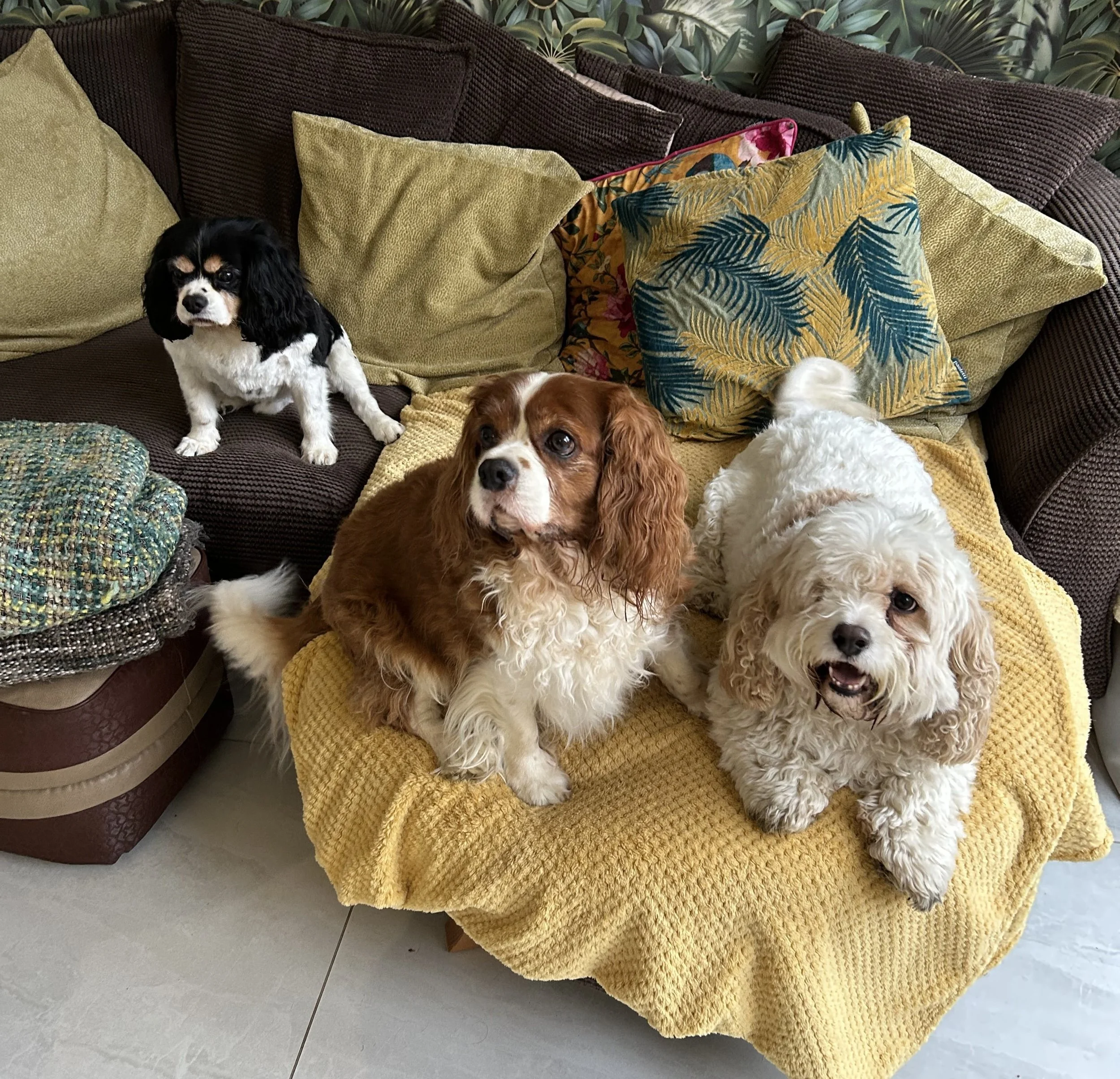 Four dogs sitting on and around a yellow blanket on a brown couch with multi-colored pillows, and wallpaper with a leafy pattern in the background.