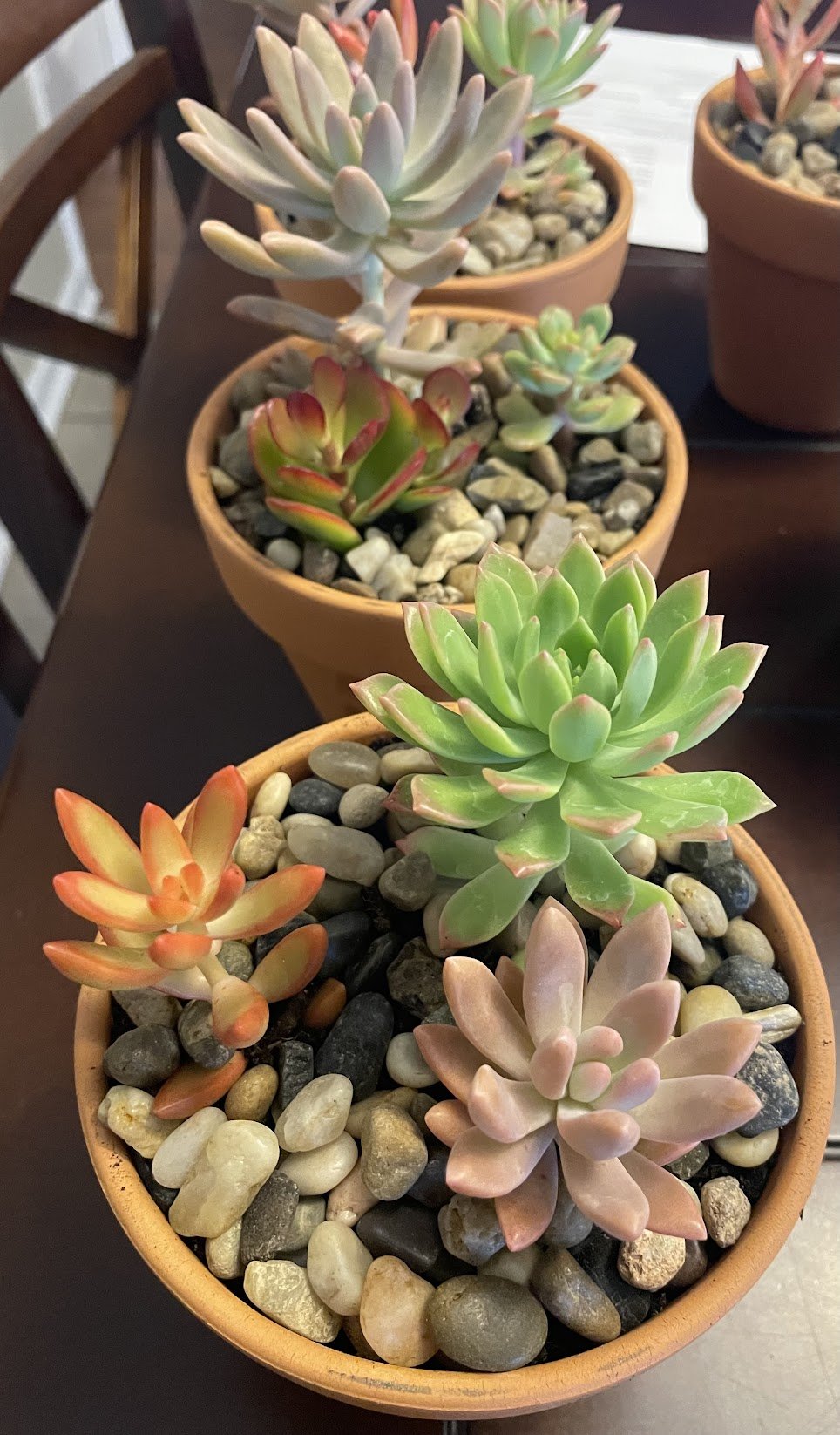 Succulents.jpeg