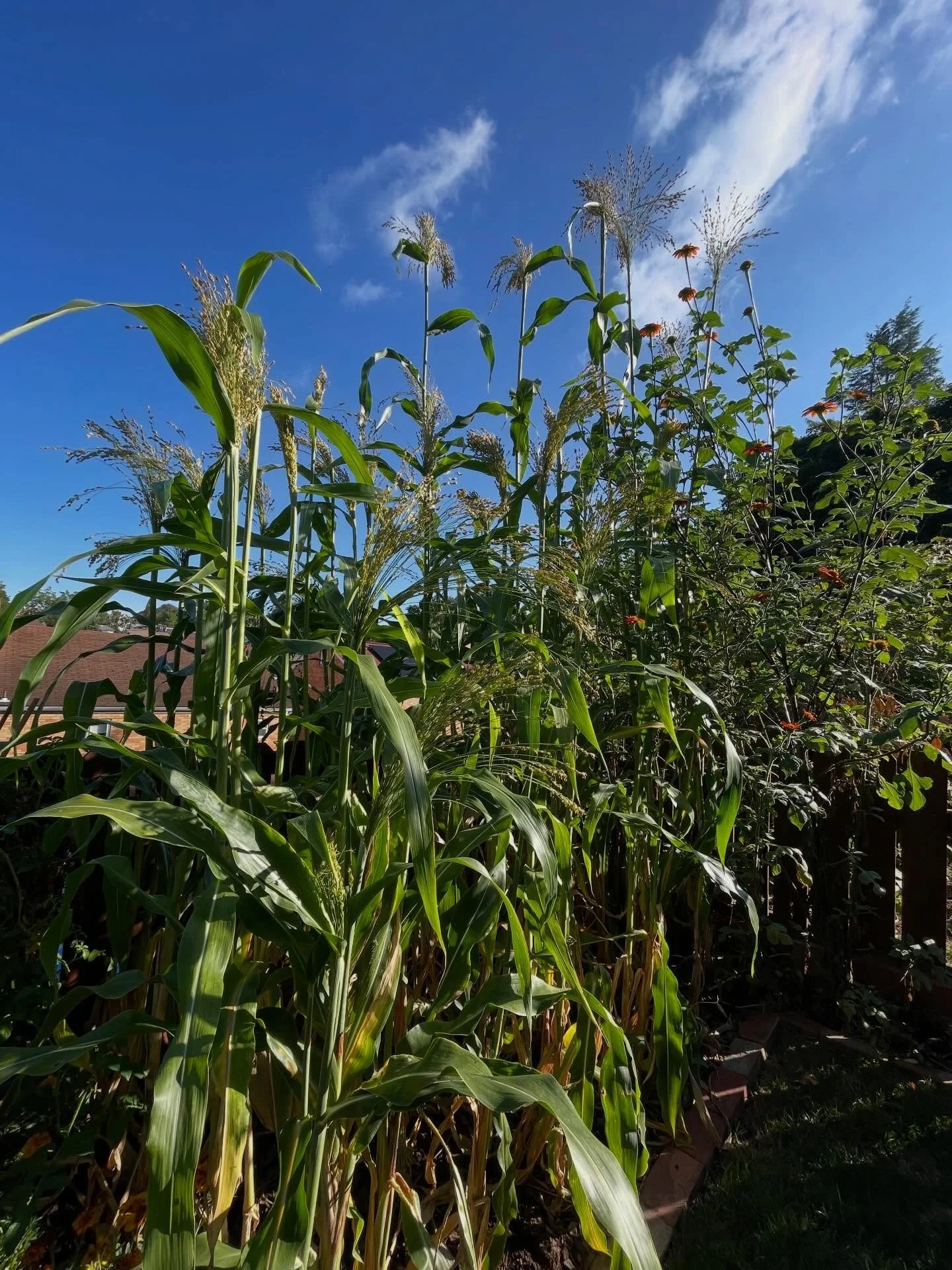 Planning your garden? Consider broomcorn! 
Seed packets now available on the website 🌾

Broomcorn101:
Sorghum, not corn
Full sun
Grows tall/natural fence
Birds gather to eat the seeds 
Drought &amp; deer resistant (when mature)
Annual plant
Make a b