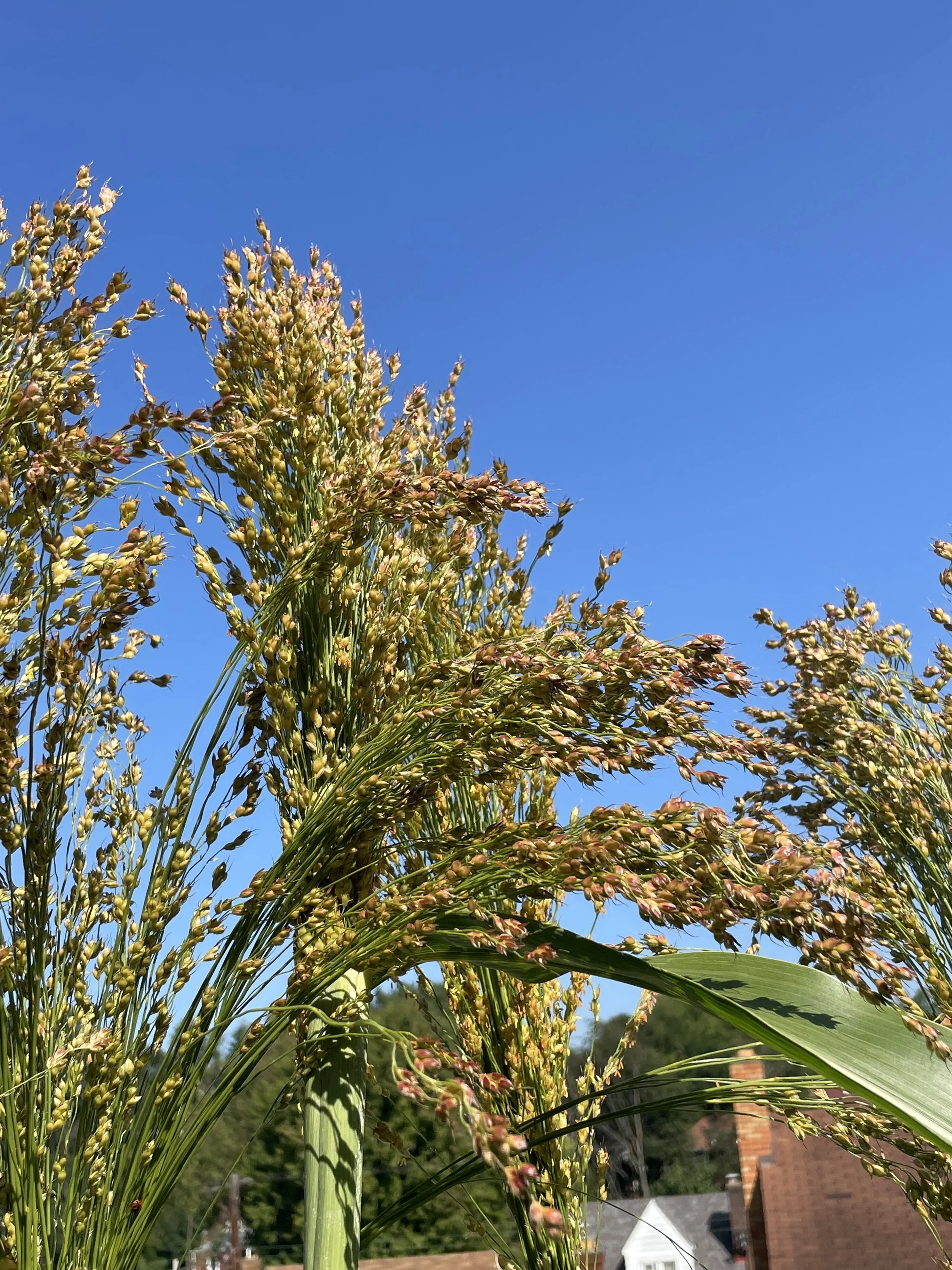 sorghum1.JPG