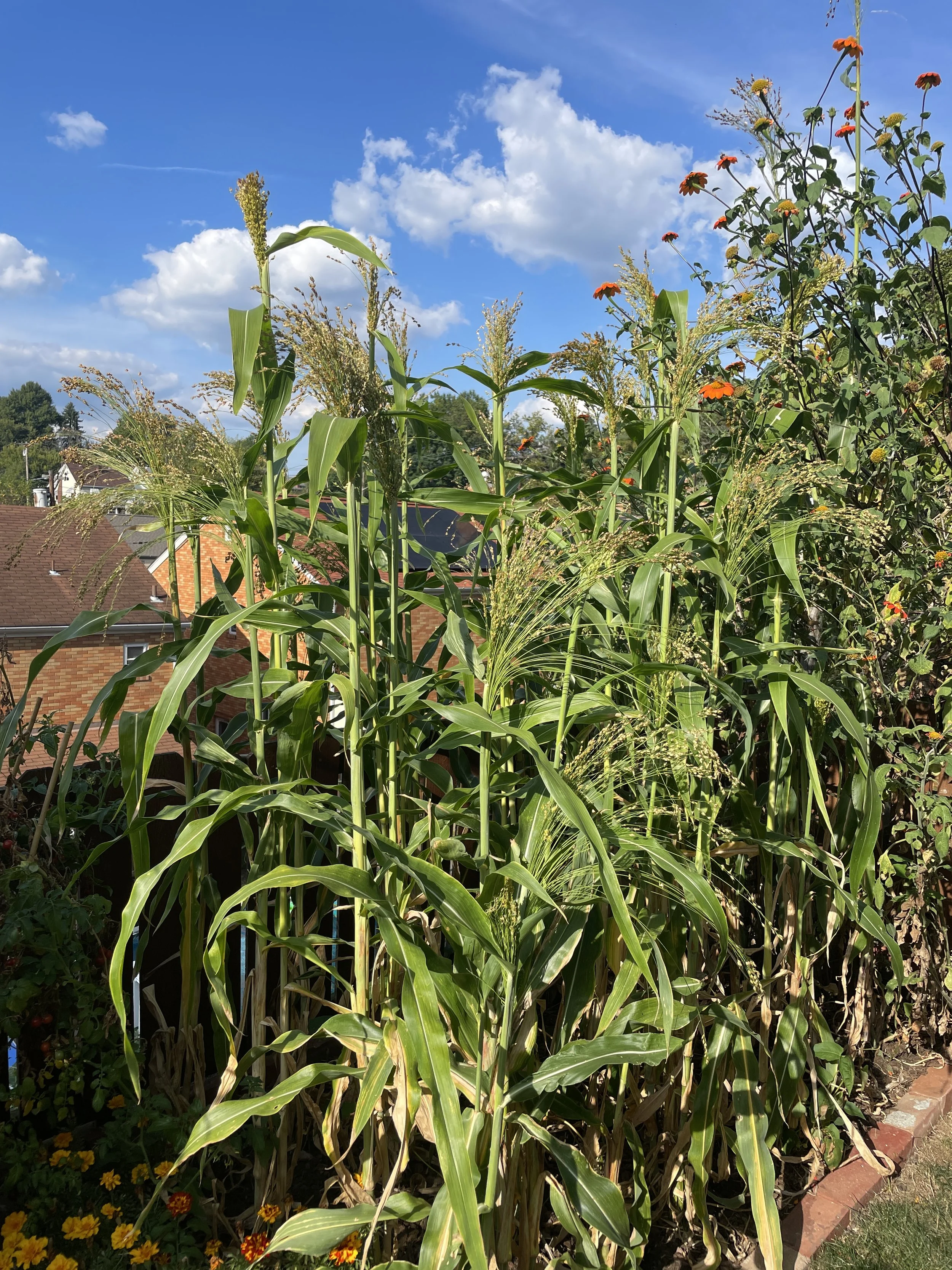 Homegrown broomcorn sorghum for broom making Pittsburgh farmers