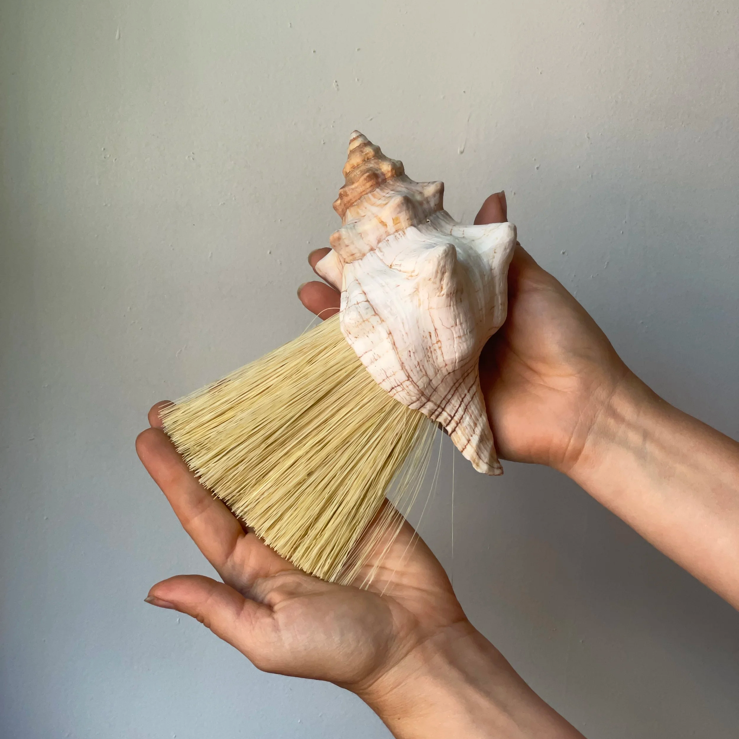Conch Brush