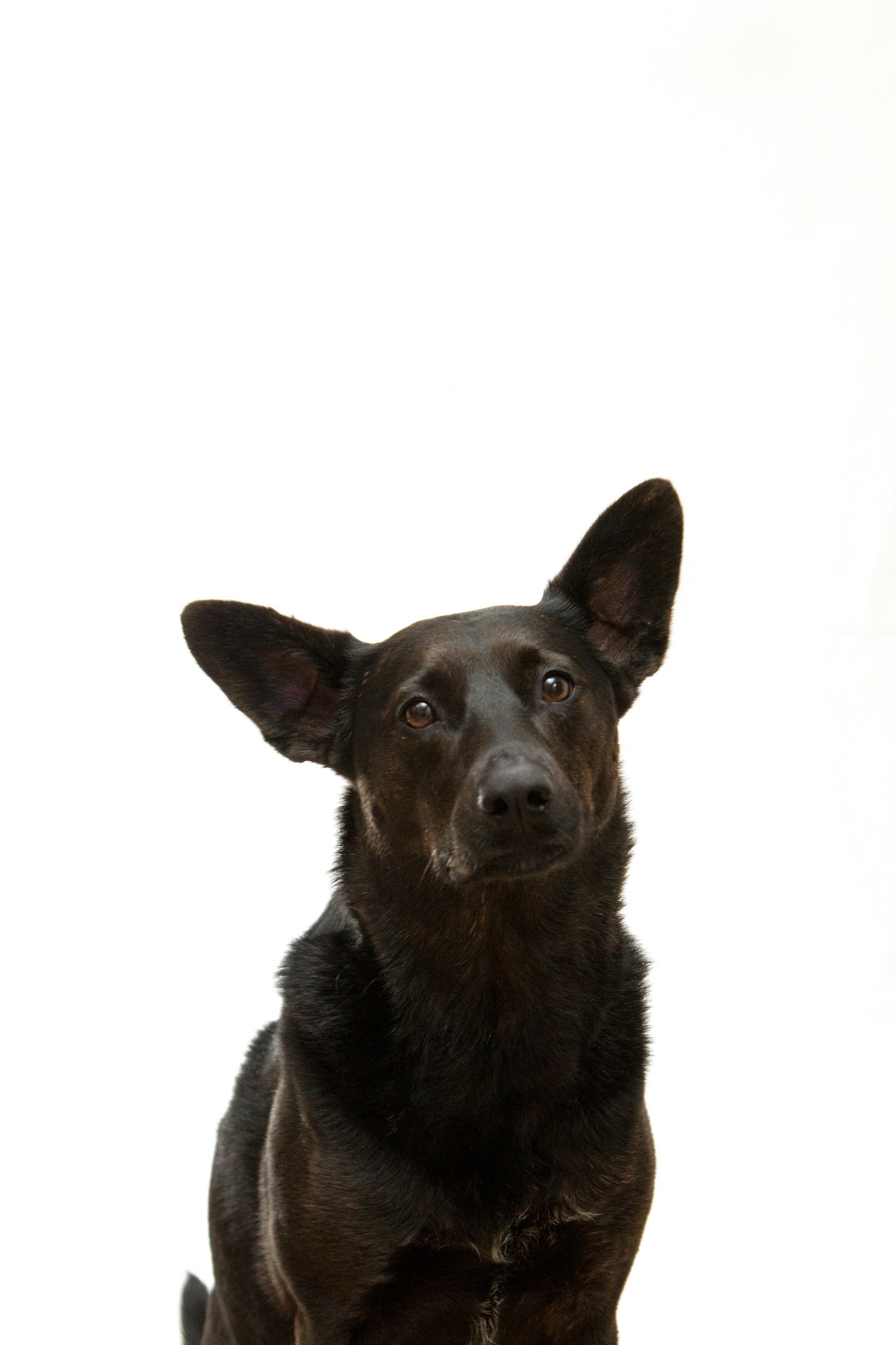 A black dog with large ears is looking directly at the camera, with its ears perked up and head slightly tilted, against a plain white background.