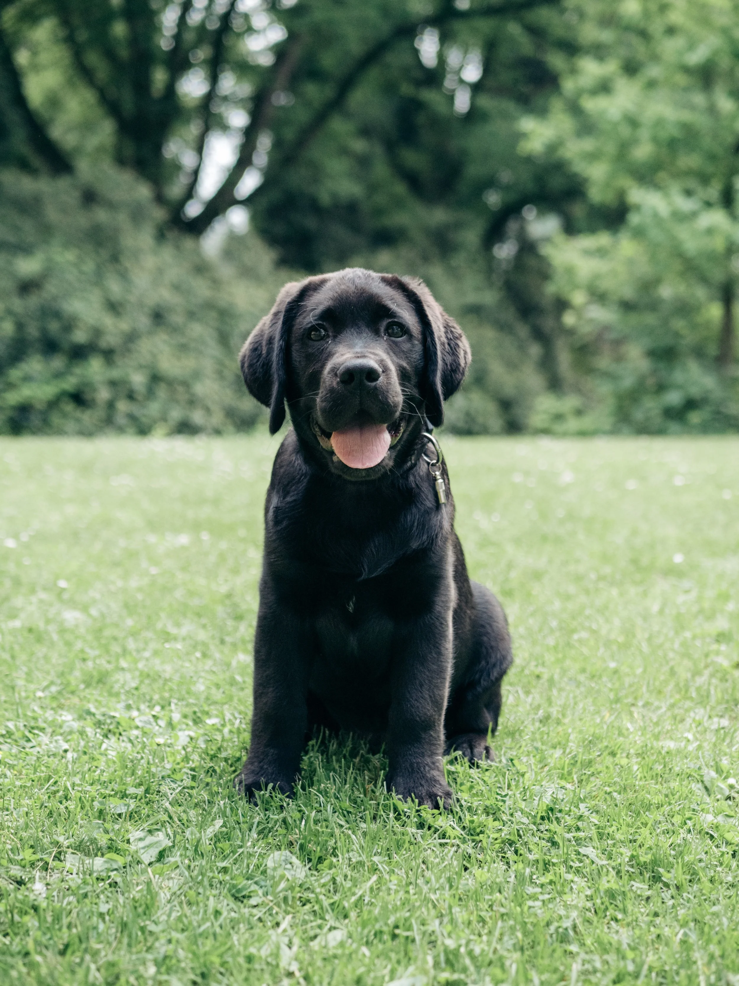Dogs are the best…