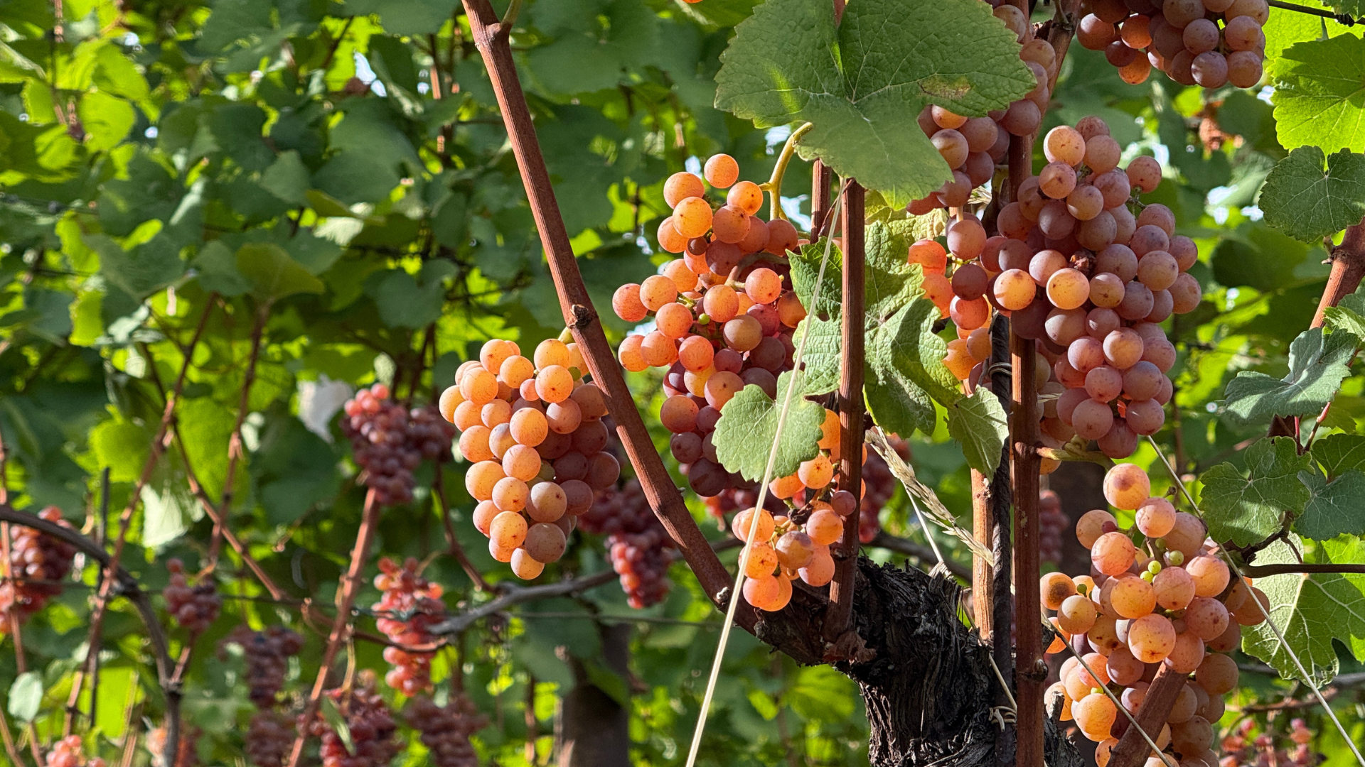 Sind PIWI-Weine die Zukunft?