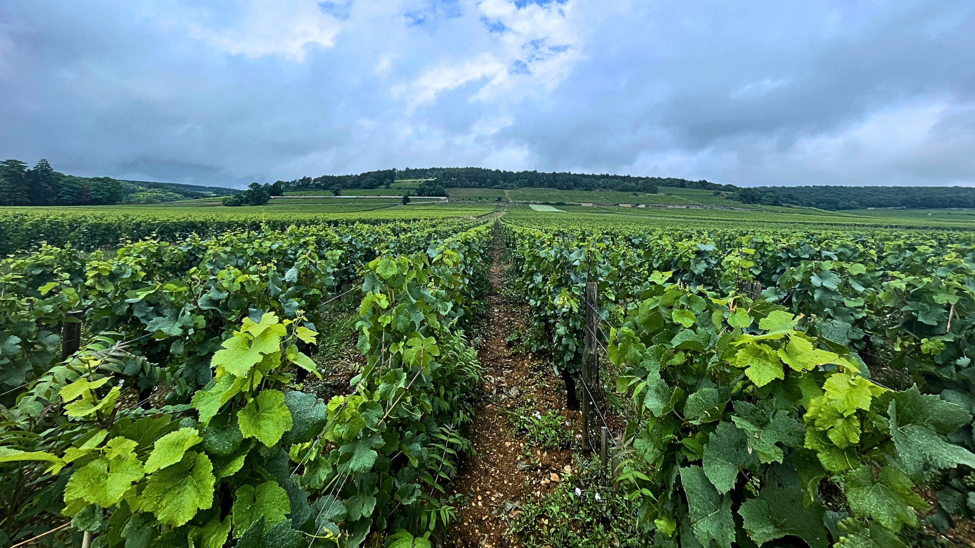 Burgund - Pinot Noir und Chardonnay