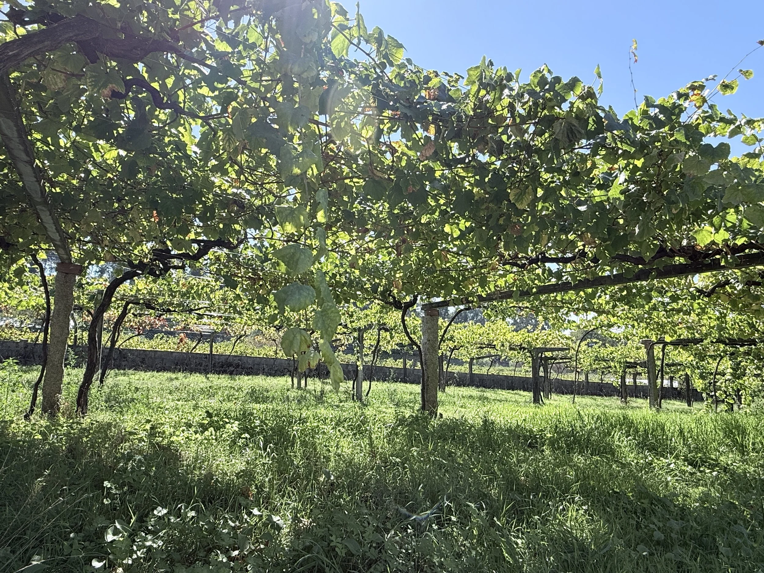 Rias Baixas – Albariño aus Galicia