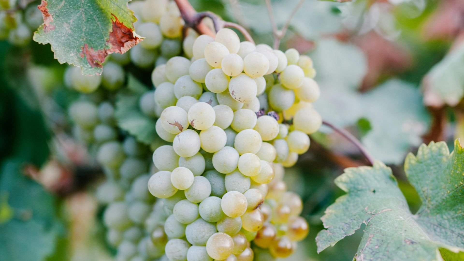 Traubensorten – aromatisch oder neutral?