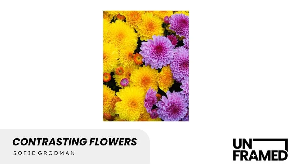 Contrasting Flowers.jpg