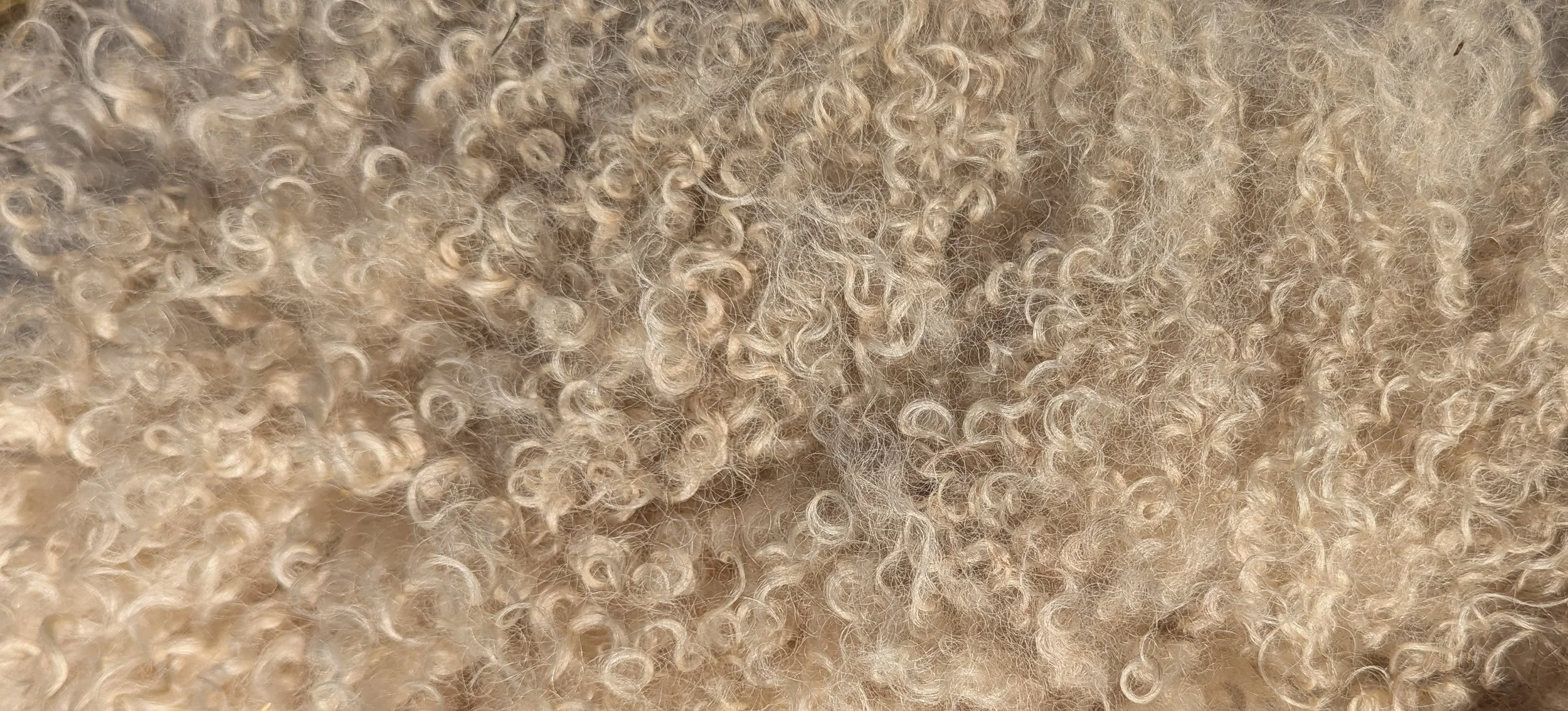 Fall Shearing 2025