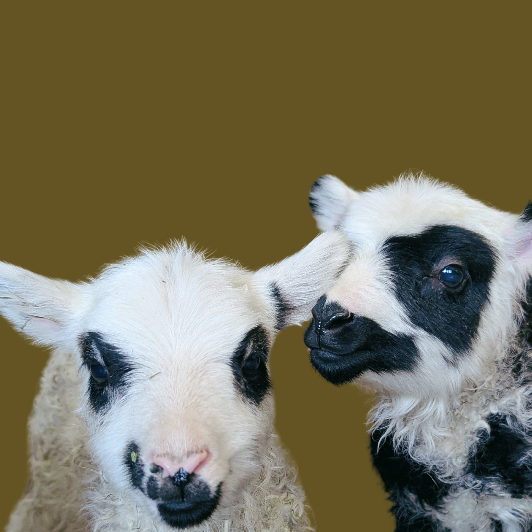 LAMB JAM 2026 - Day 2