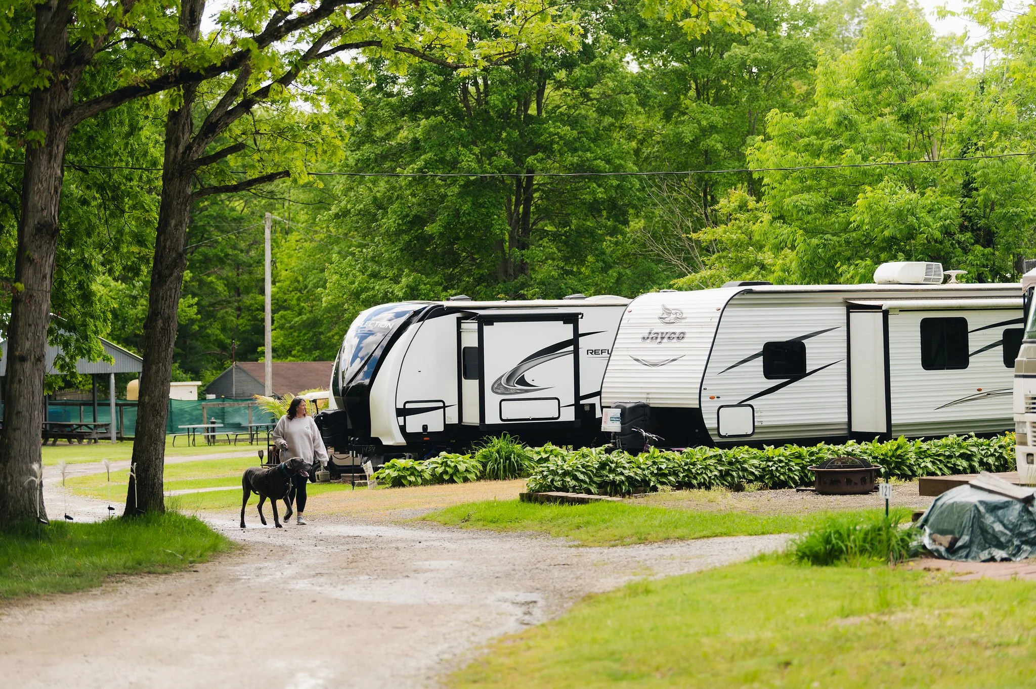 A person walking a black dog on a leash near two parked recreational vehicles in a green, wooded campground.