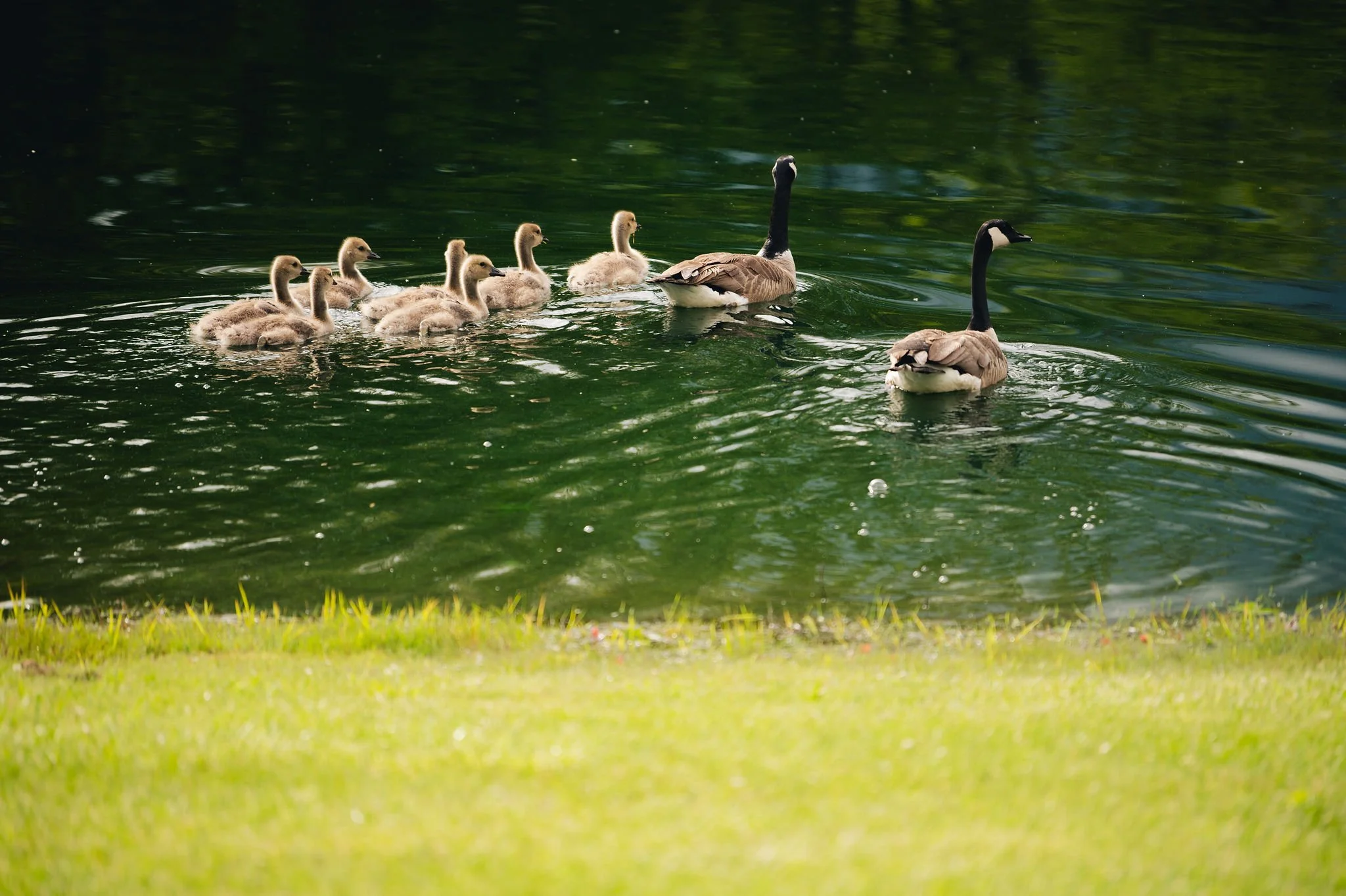 A family of Canada geese swimming in a pond with green reflections, consisting of two adult geese leading six goslings.