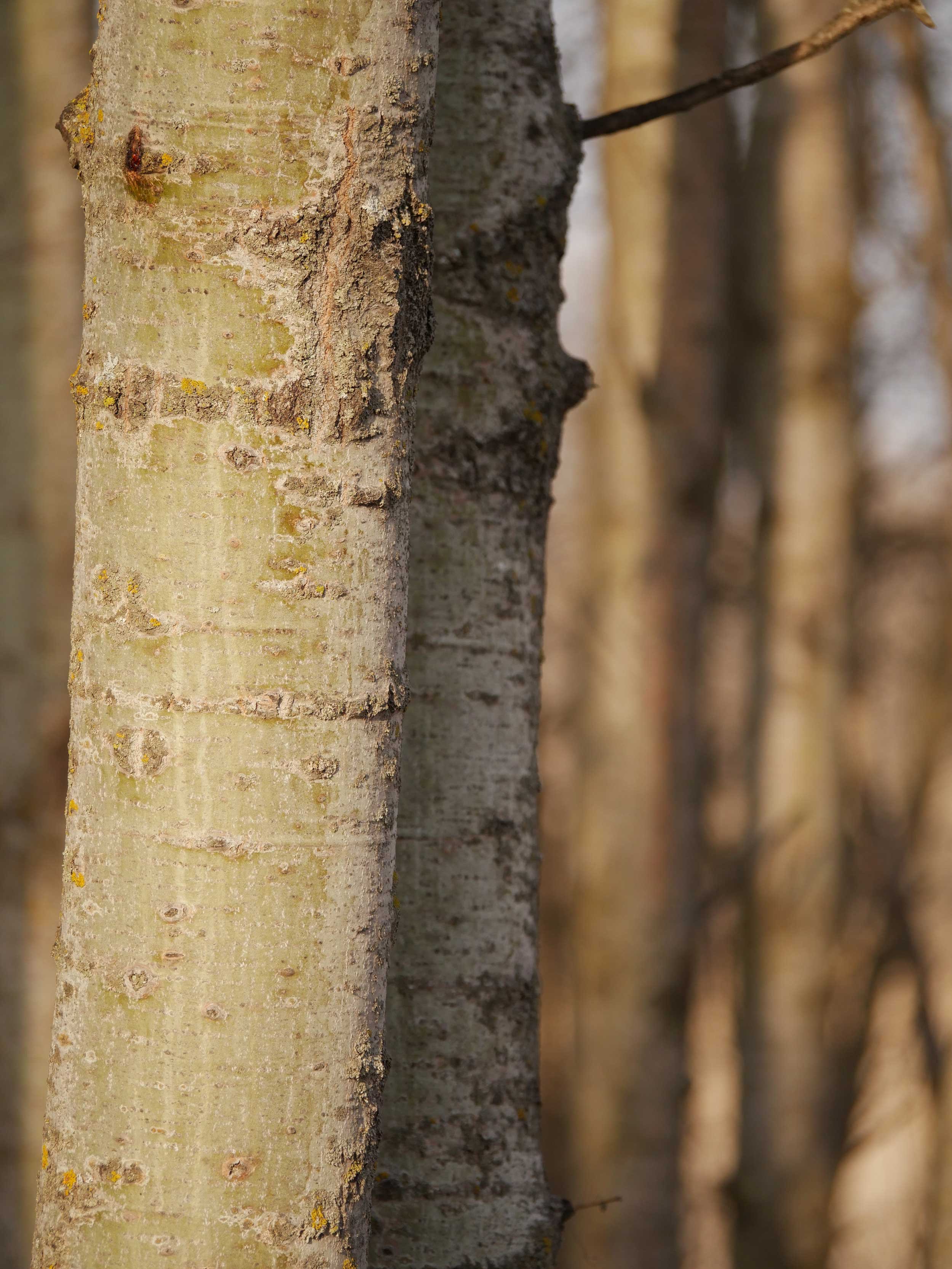 MF3 - Birch in Spring