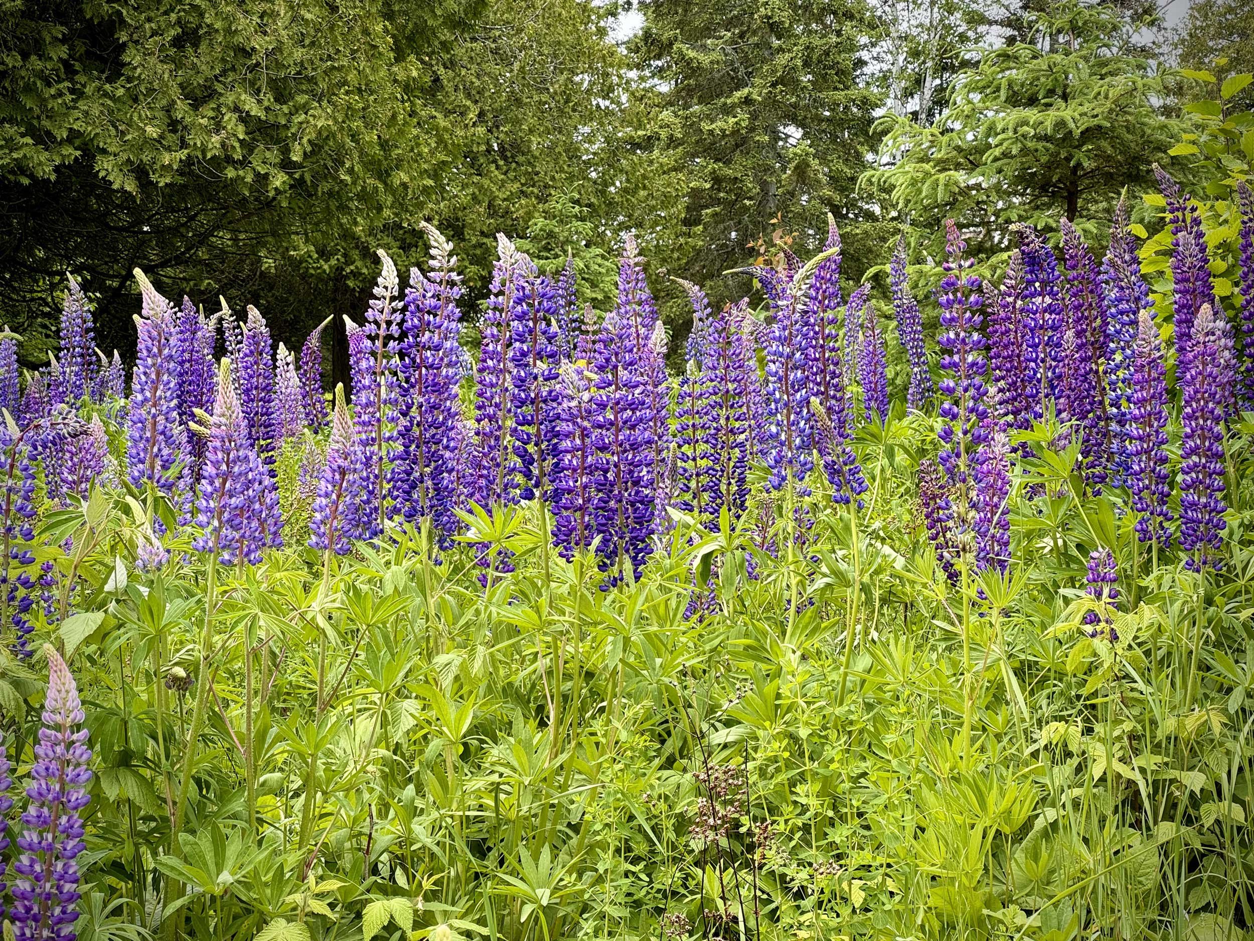 15 Pro - Lake Superior North Shore Lupines