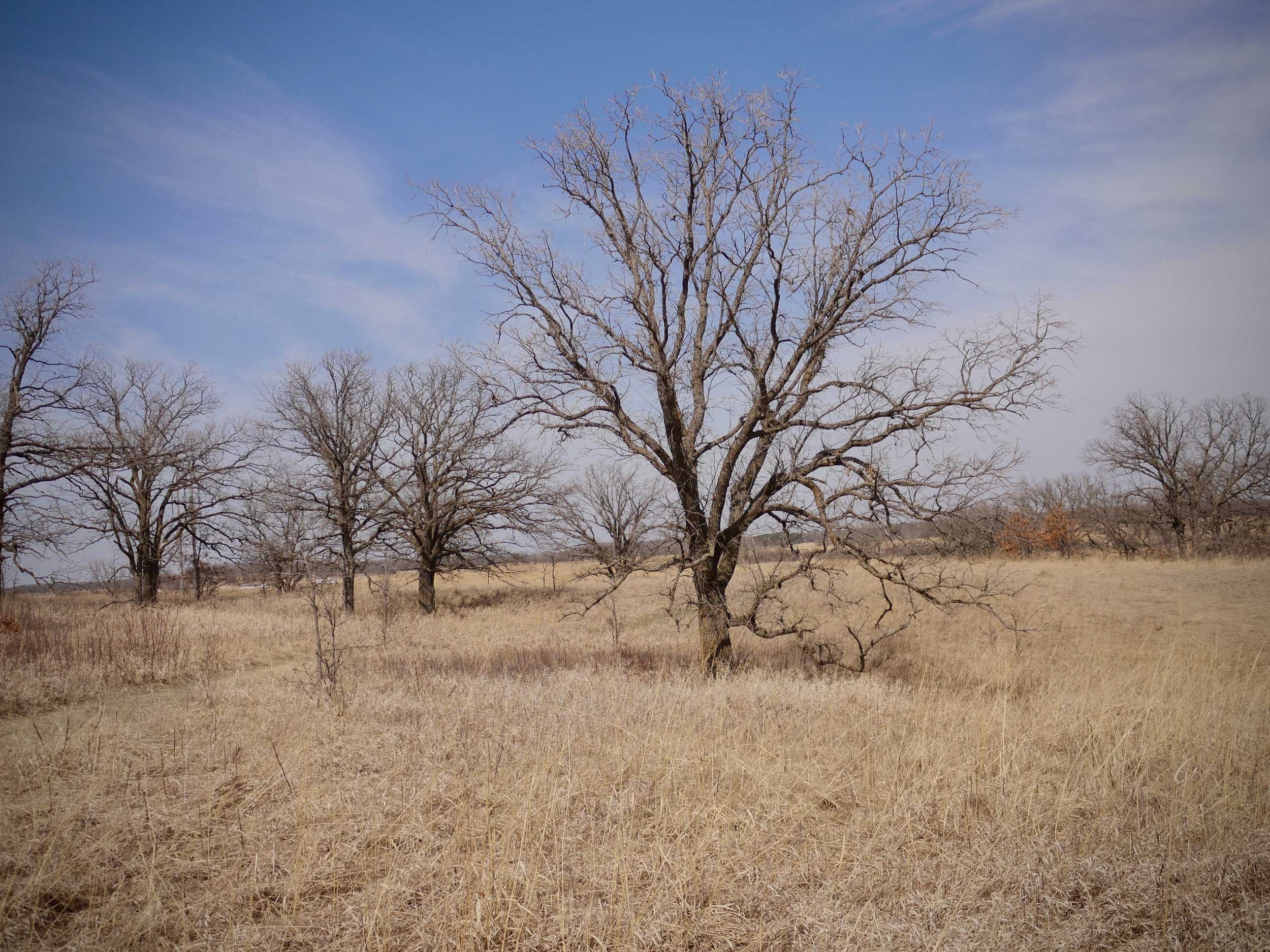 MF3 - Spring Landscape