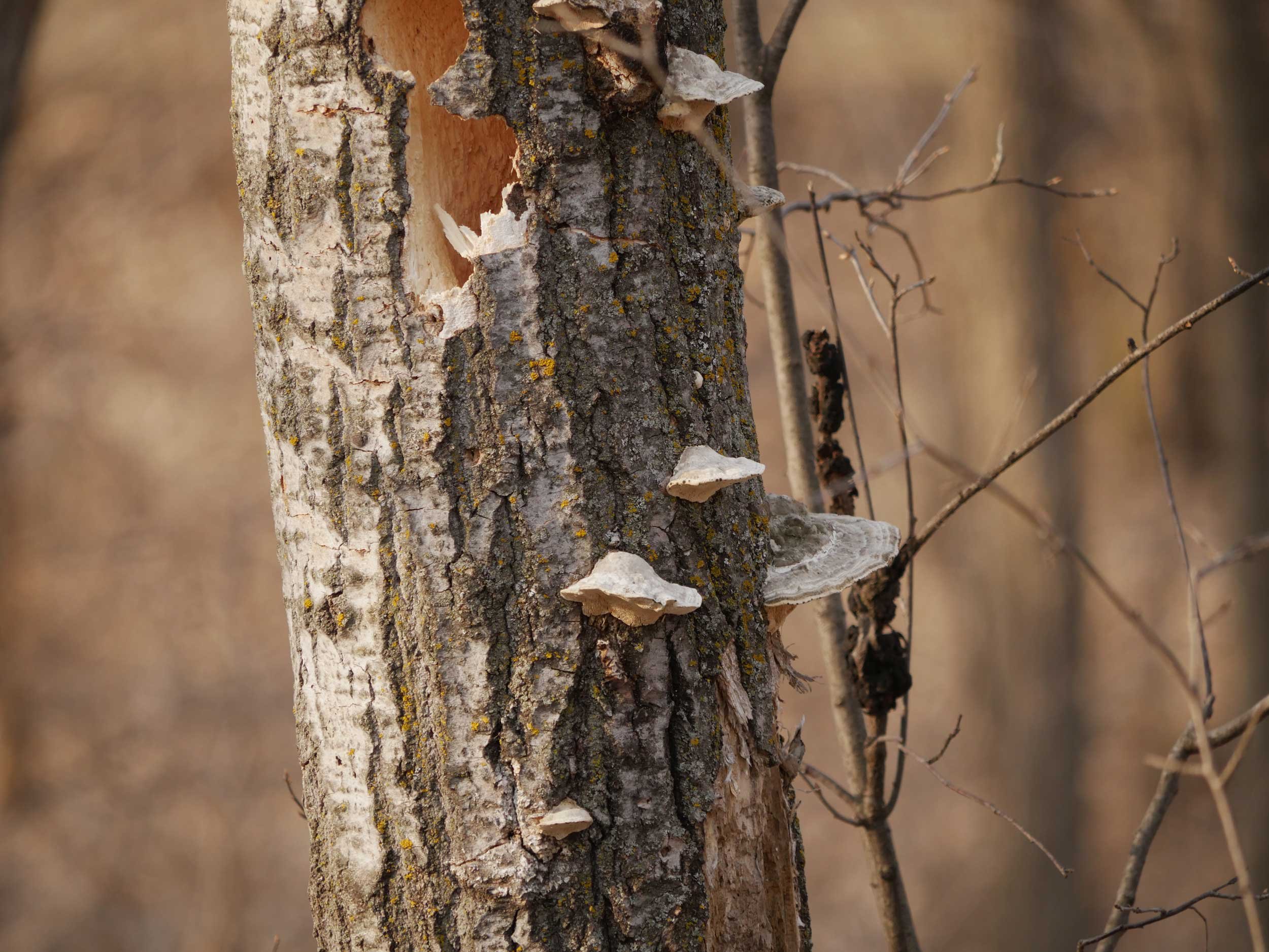 MF3 - Woodpeckers and Mushrooms