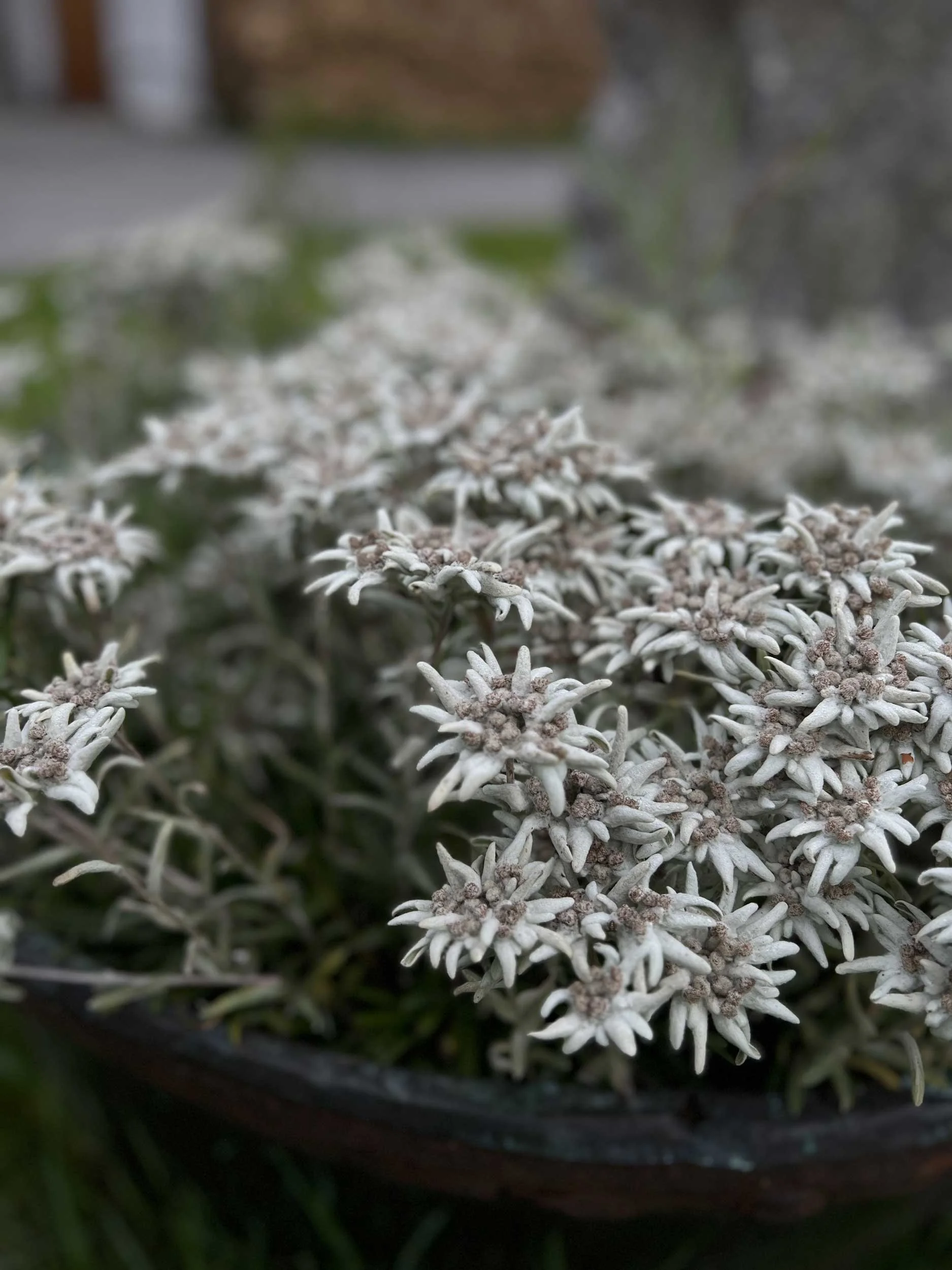 Edelweiss found at high altitudes in Europe, Asia, and South America