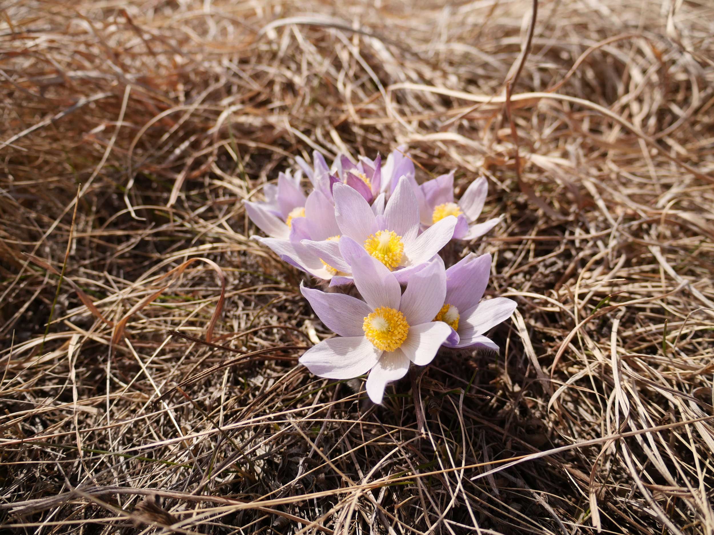 MF3 - Pasque Flowers