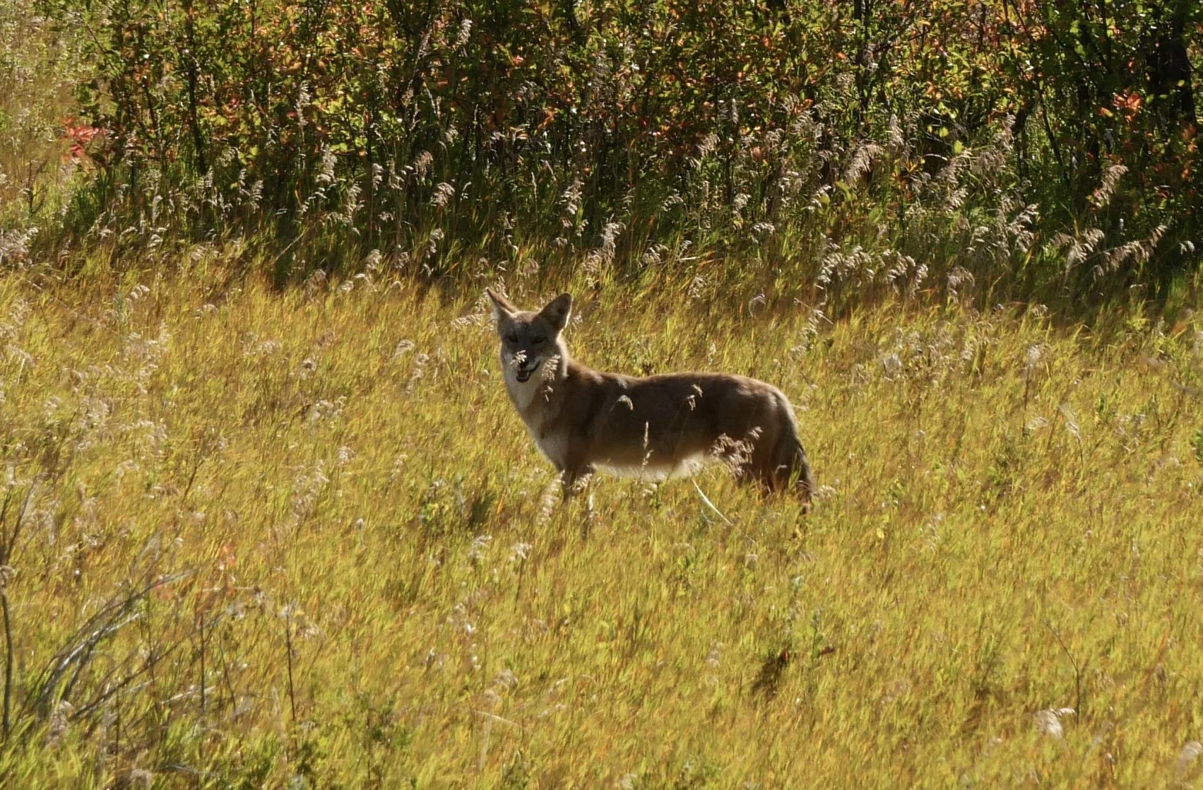 Coyote