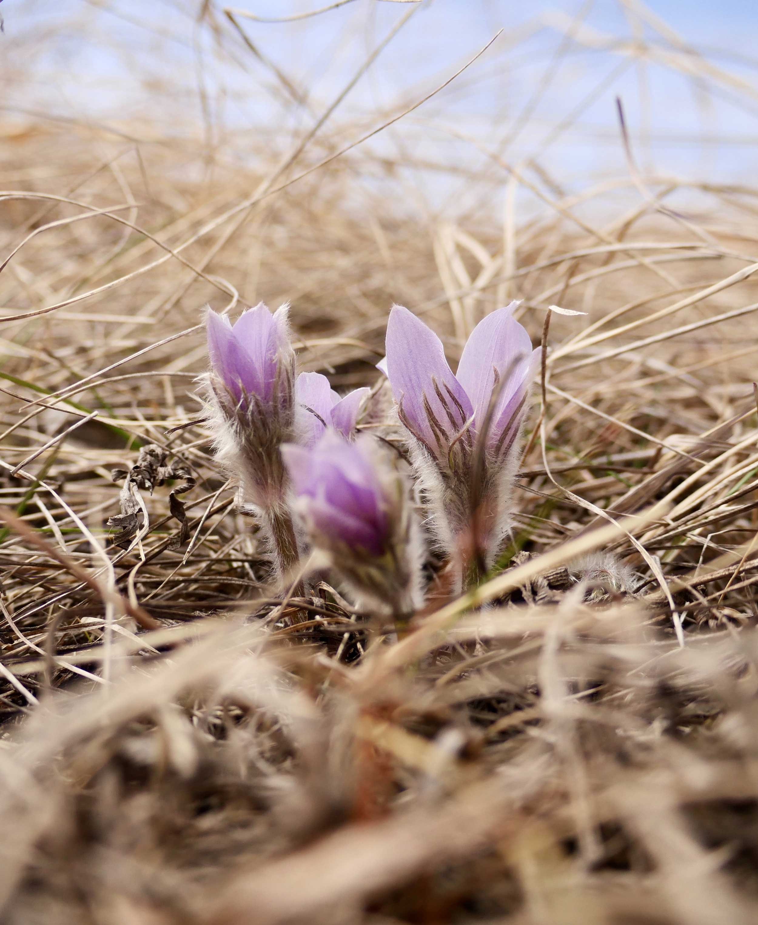 MF3 - Pasque in bloom.