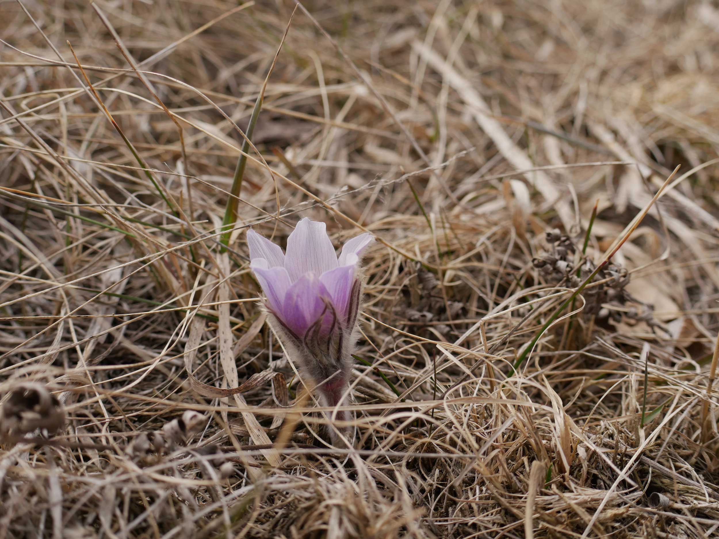 MF3 - Pasque in bloom. Glendalough State Park.