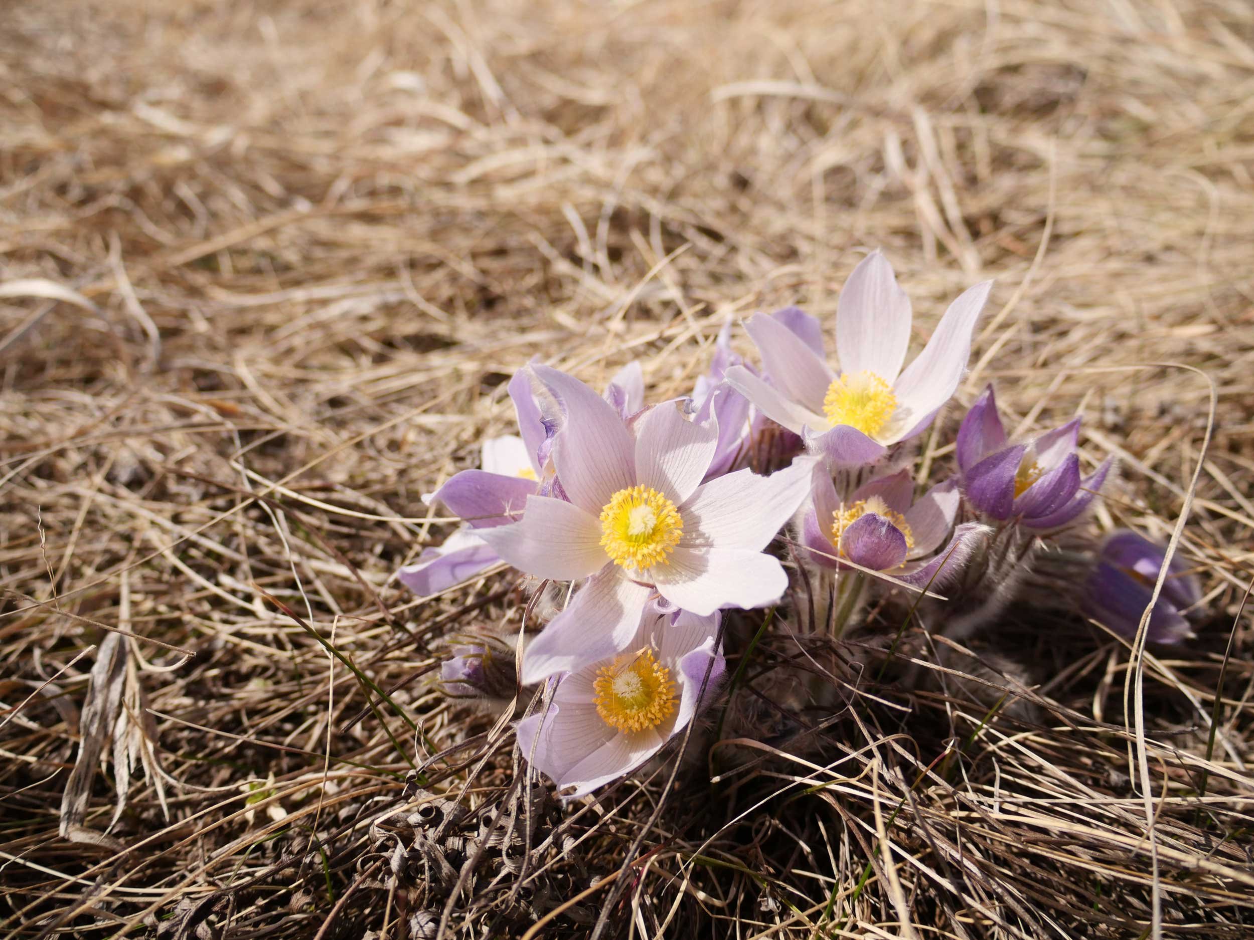 MF3 - Pasque Flowers