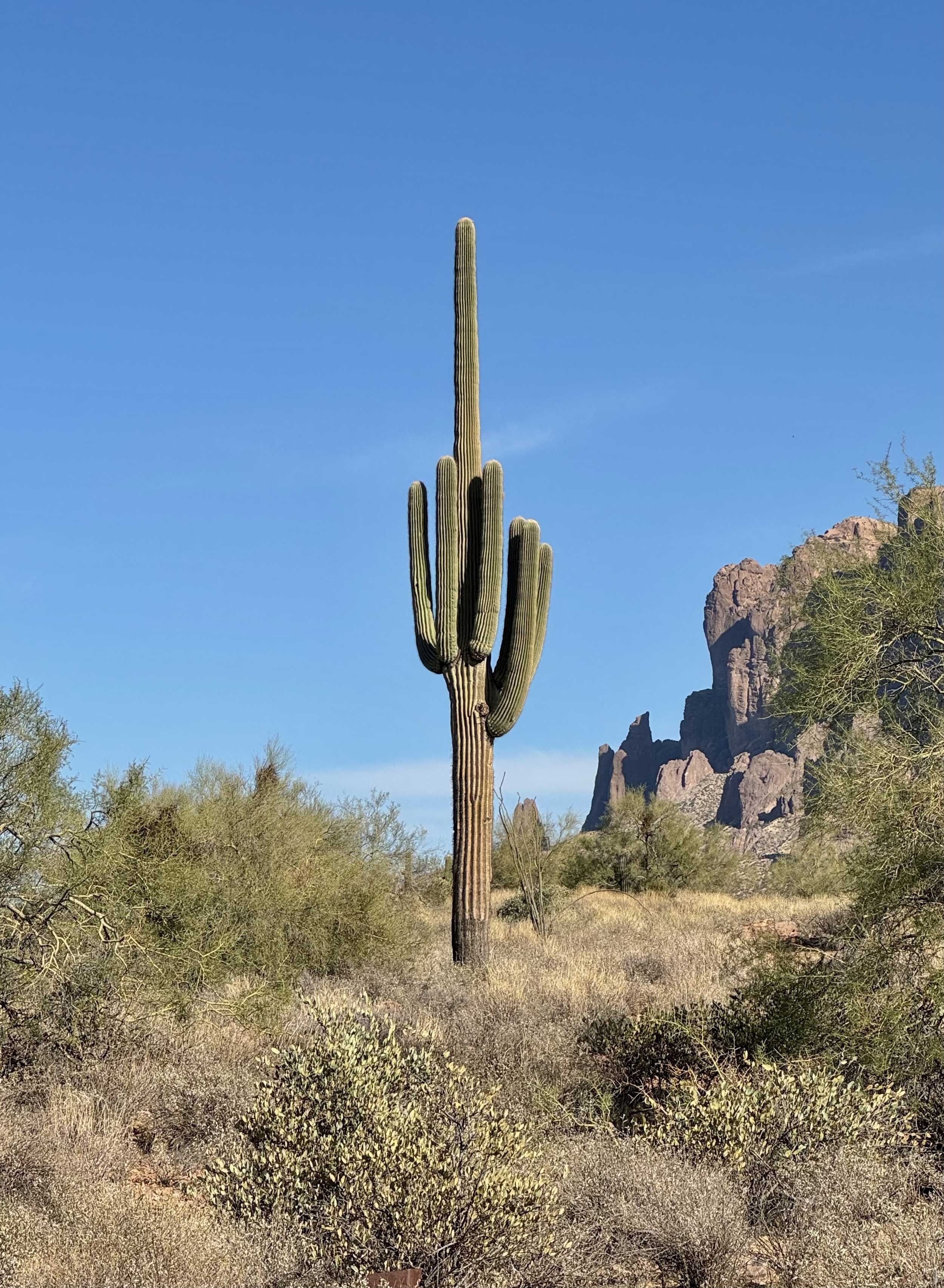 15 Pro - Saguaros are native to the Sonorn Desert. It can grow up to 50 feet tall.