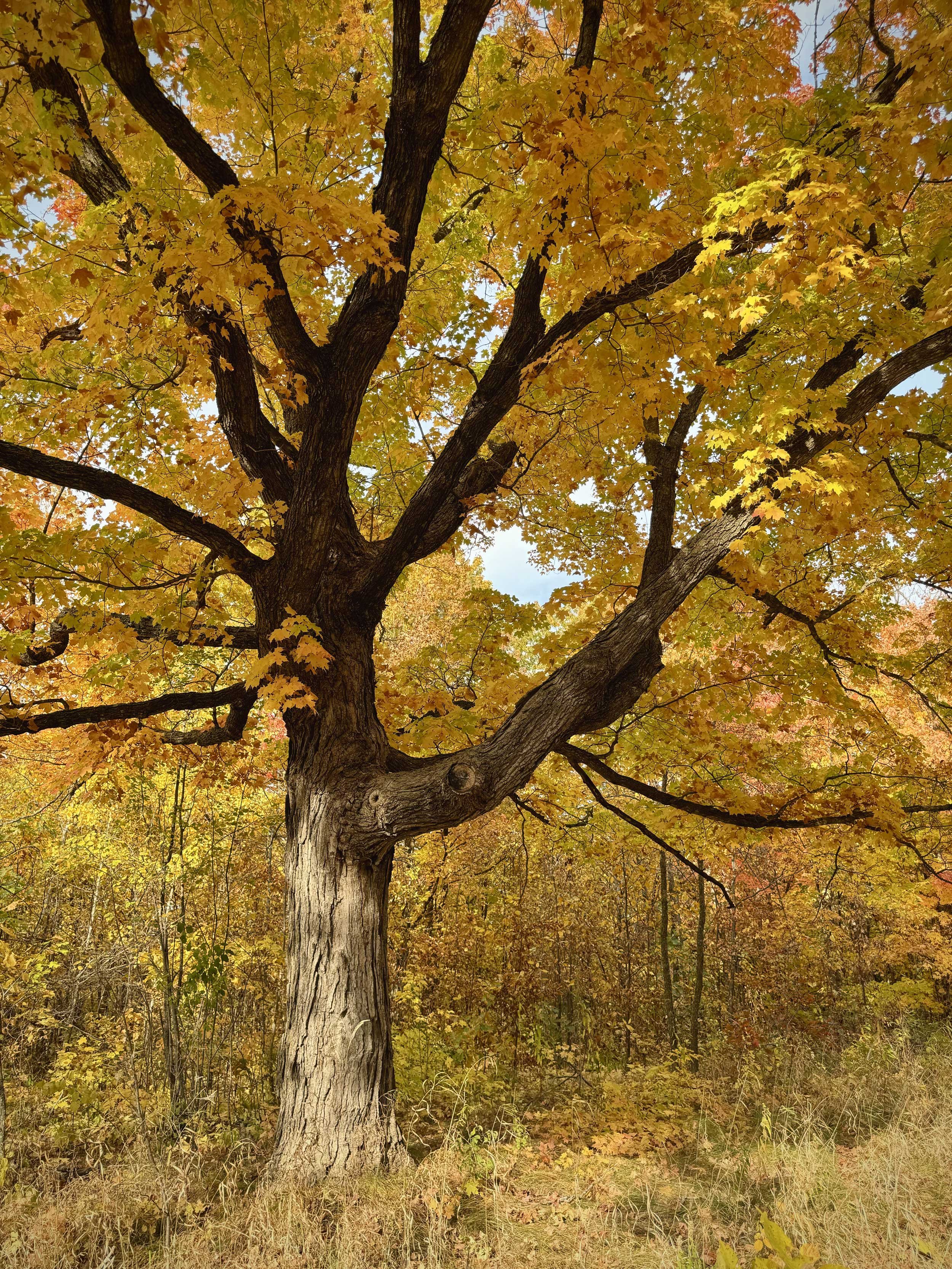 15 Pro - Dressed in Fall's Finest