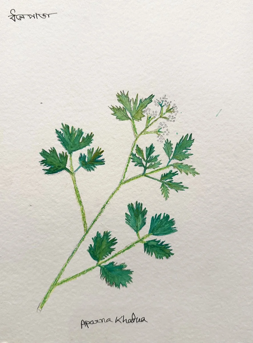 parsley.jpg