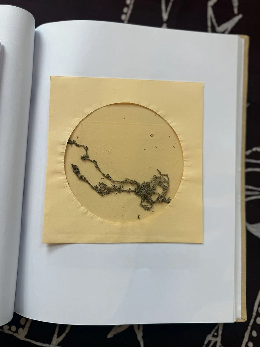Plants in envelope.jpg