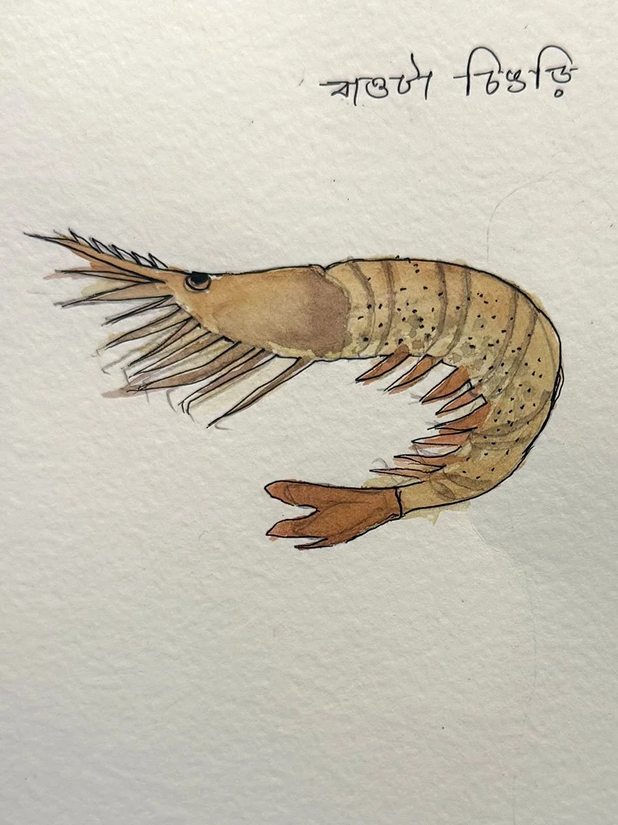 shrimp painting.jpg