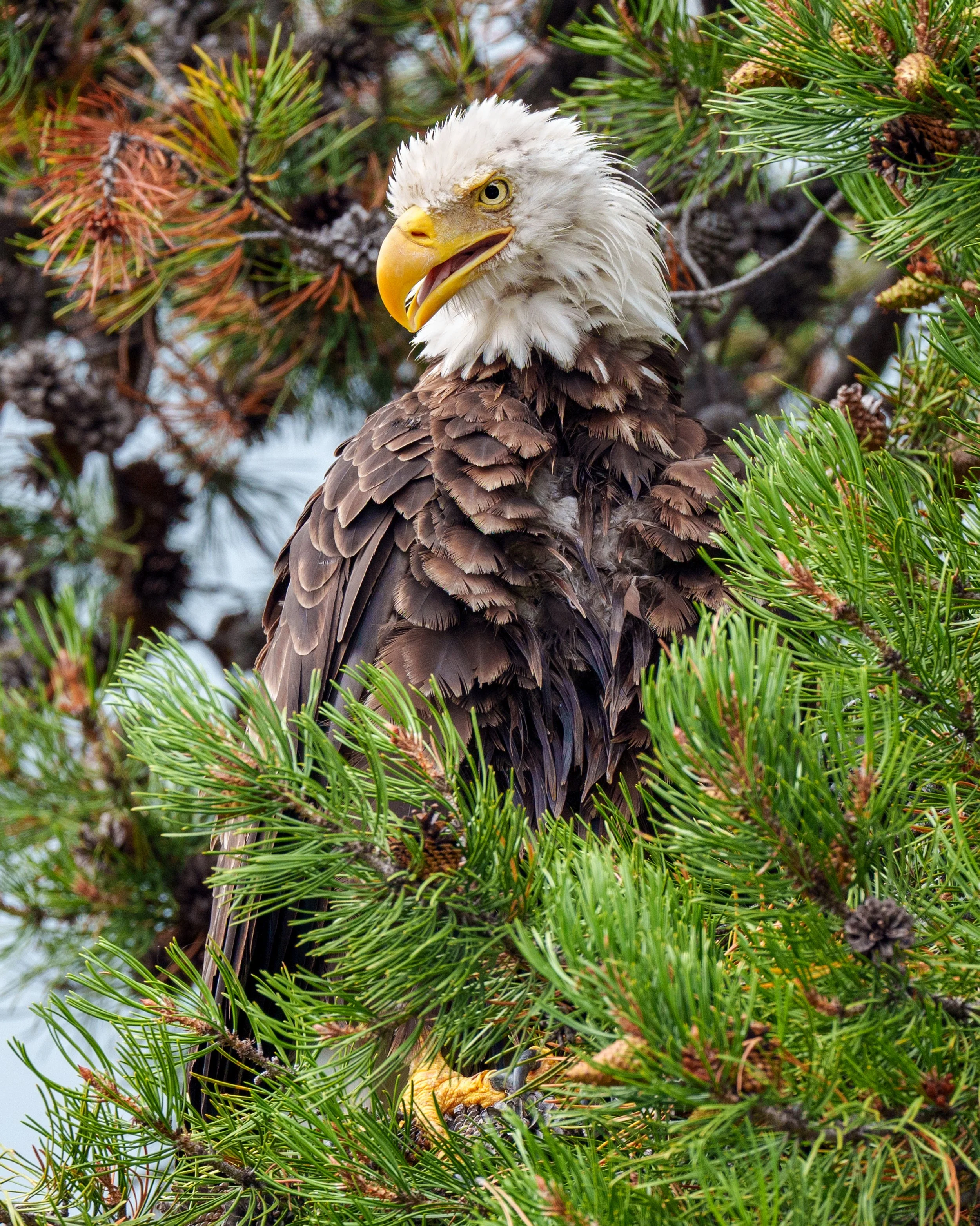 Bald Eagle In Tree.jpg